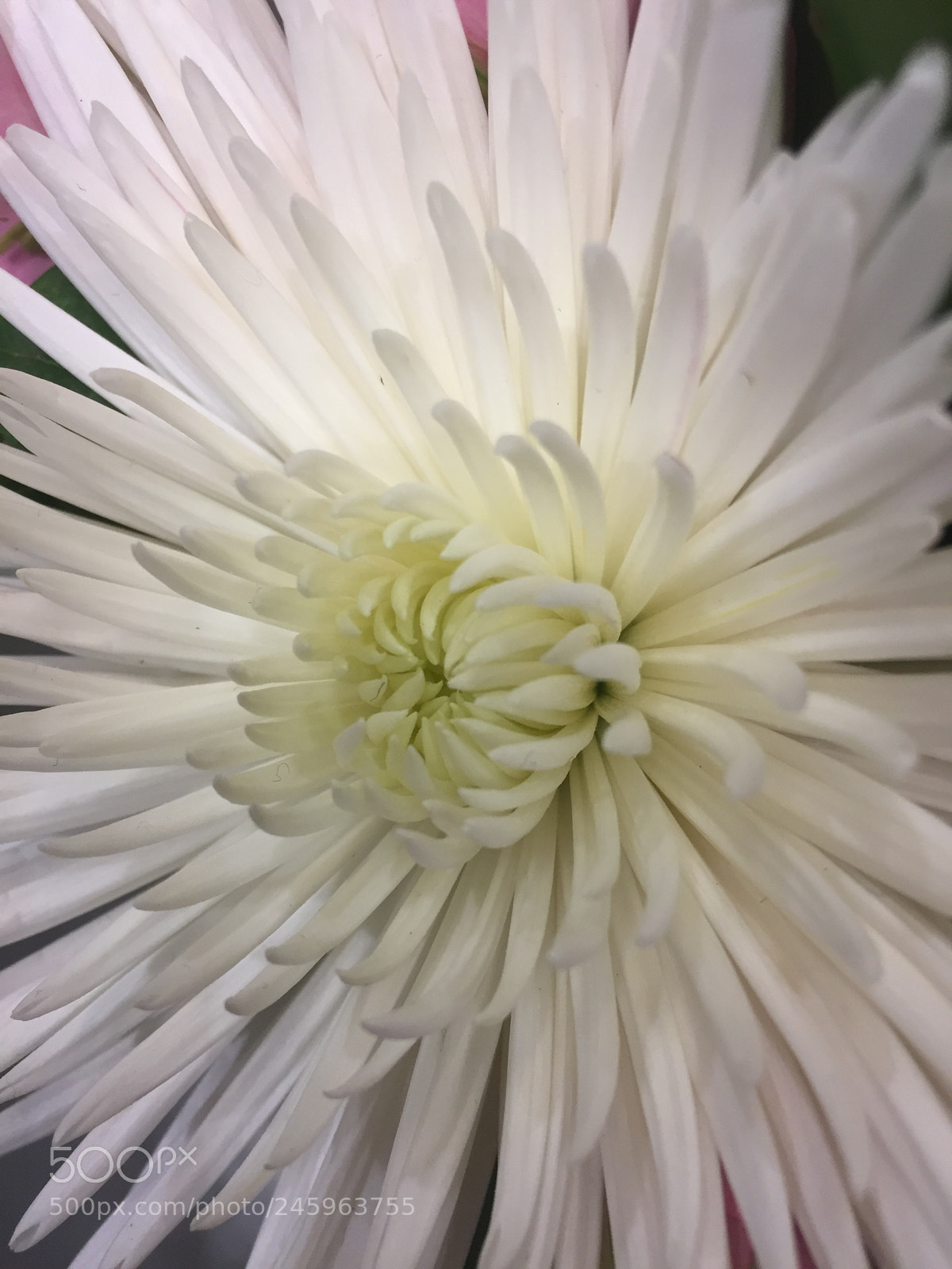 Apple iPhone 6 sample photo. Untitled photography