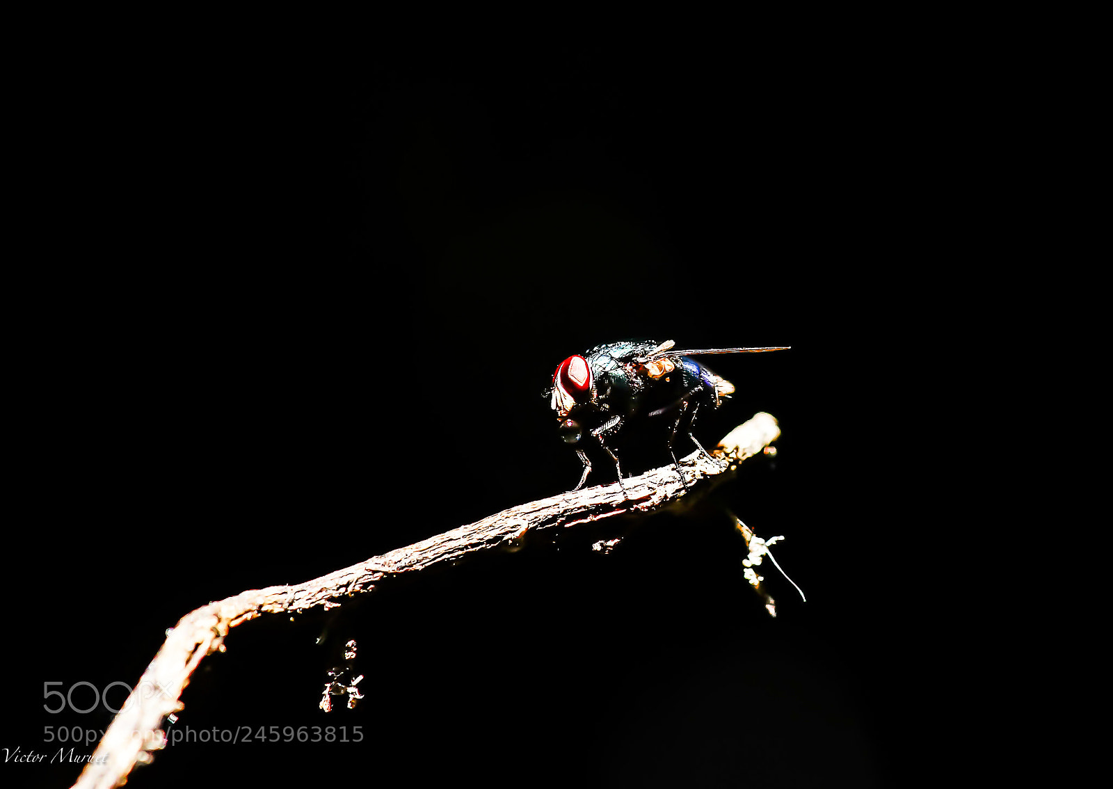 Sony SLT-A99V sample photo. La mosca en la photography