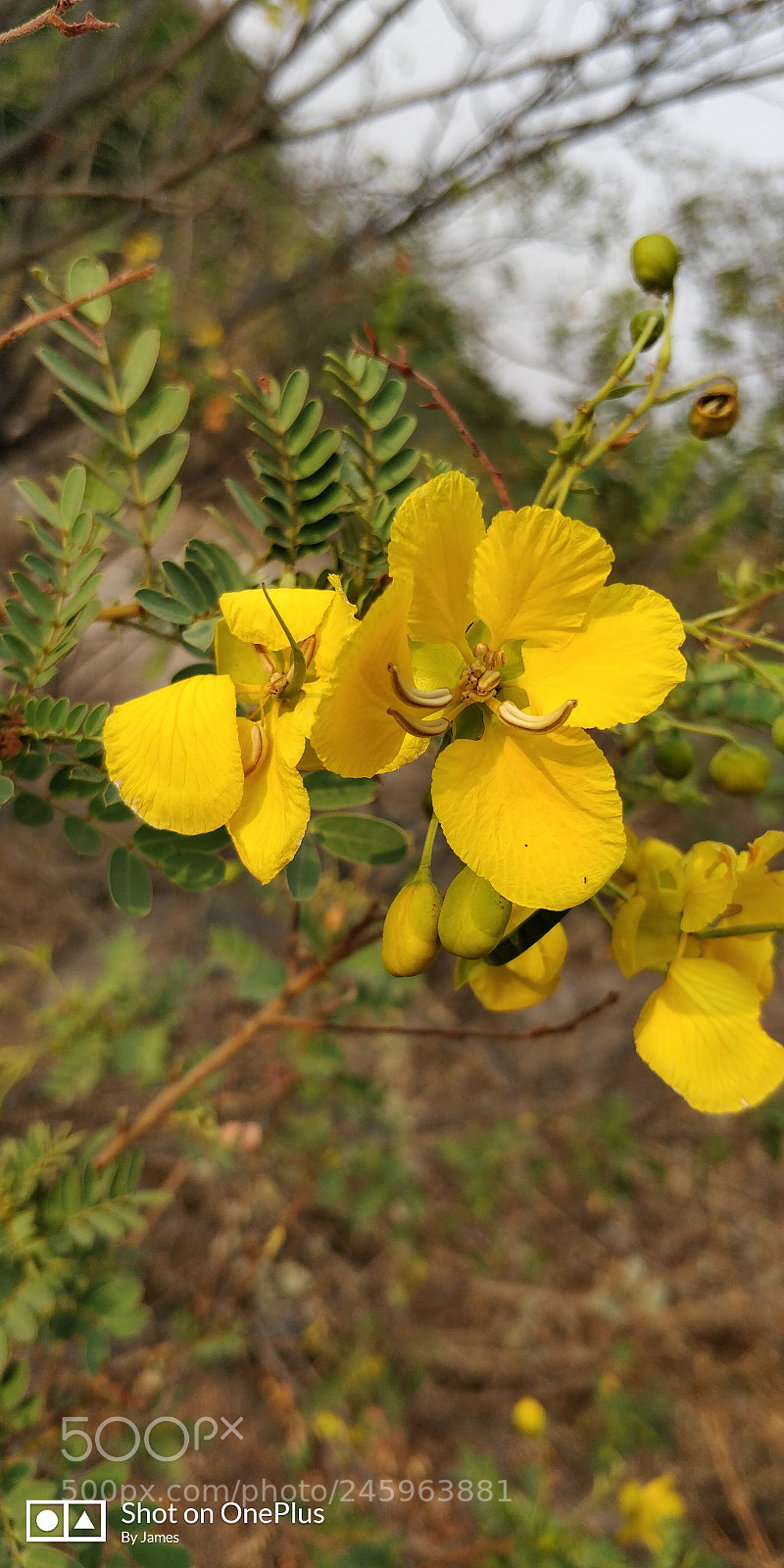 OnePlus 5T sample photo. Nature yellow flowers photography