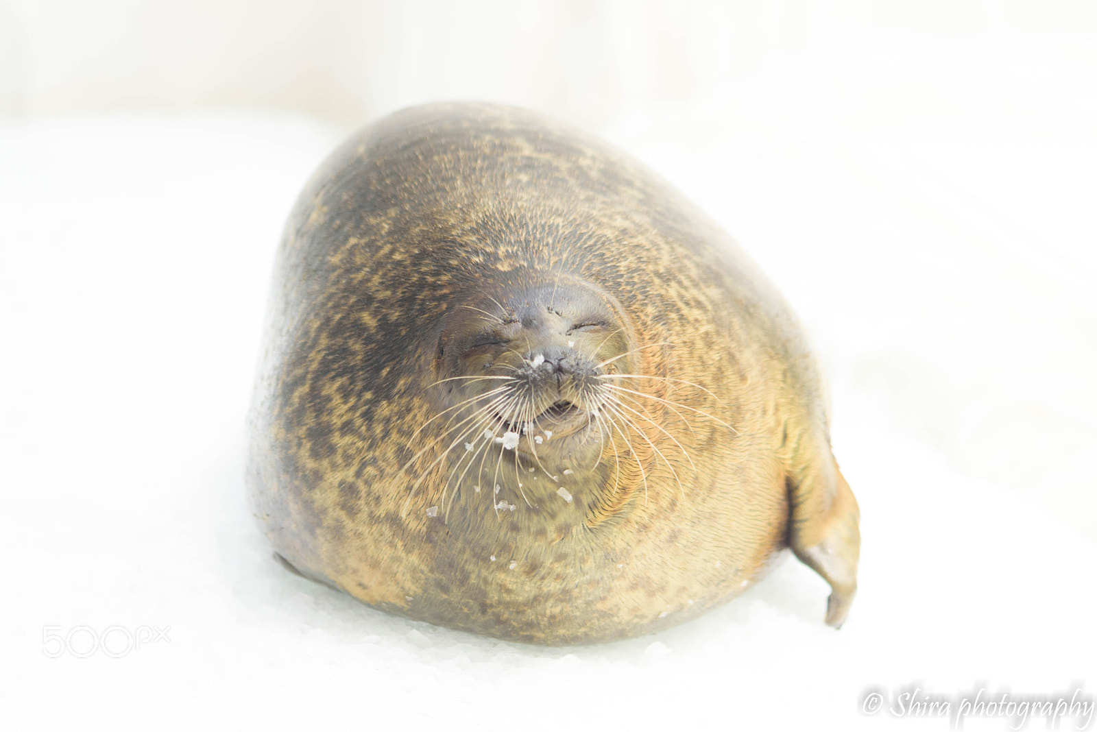 Nikon D810 sample photo. Smile photography