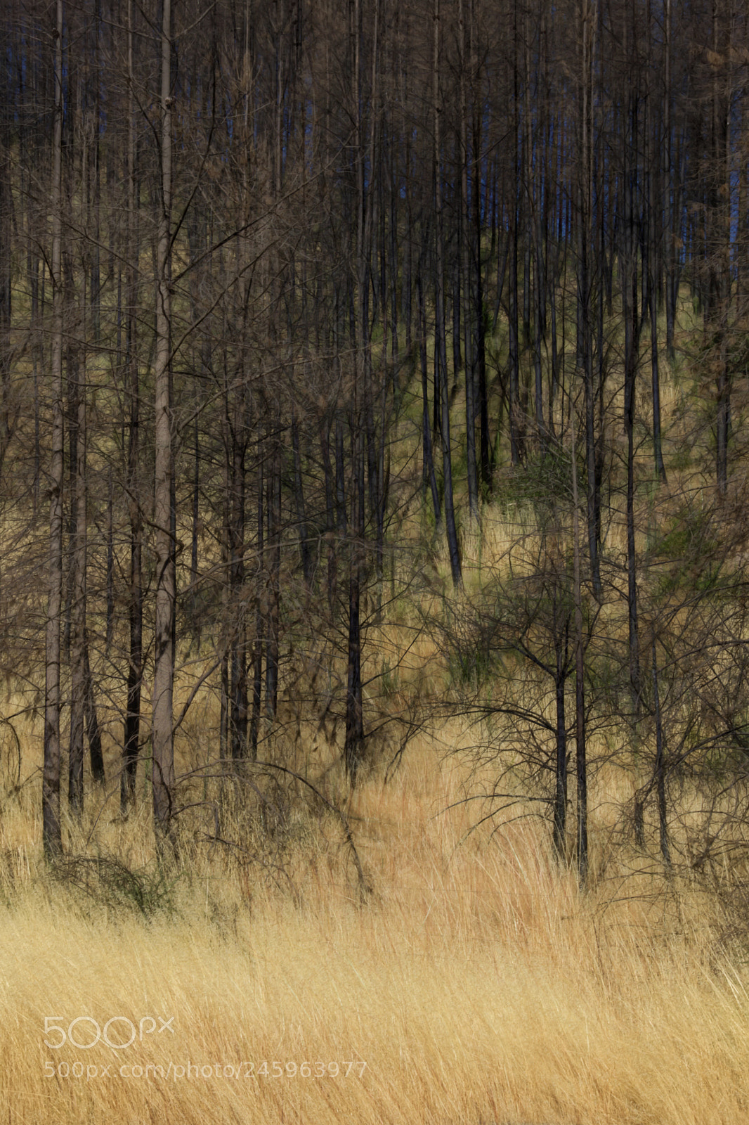 Nikon D7200 sample photo. Surreal photography