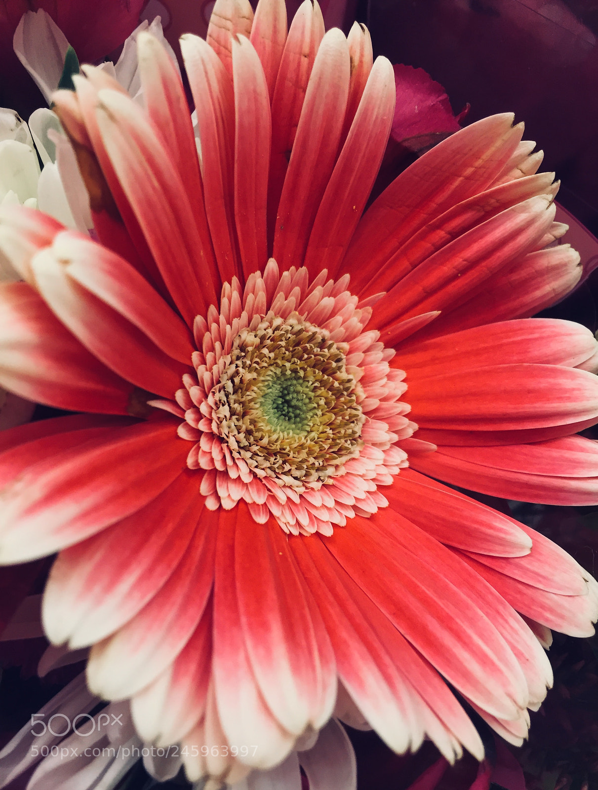 Apple iPhone 6 sample photo. Untitled photography