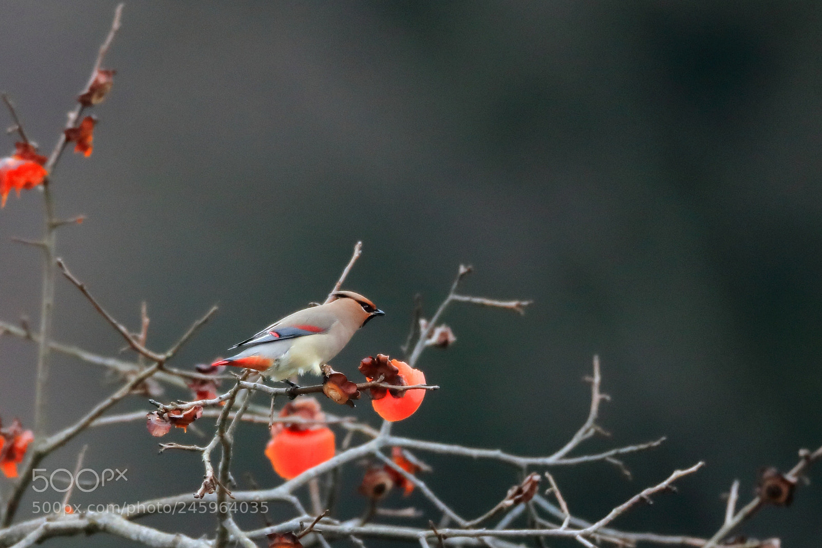 Canon EOS-1D X Mark II sample photo. ヒレンジャク japanese waxwing photography