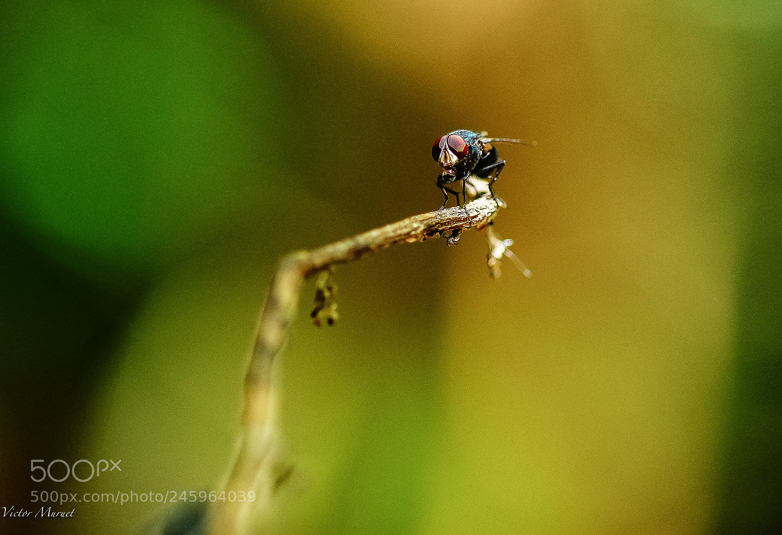 Sony SLT-A99V sample photo. Viajando de mosca photography