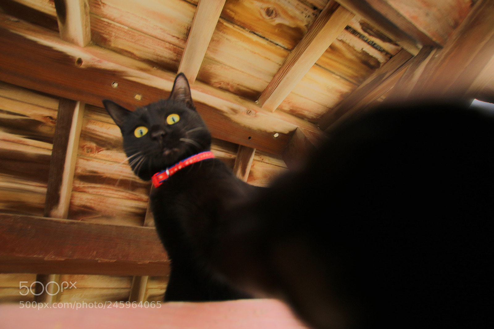 Canon EOS 7D Mark II sample photo. Cat punch photography