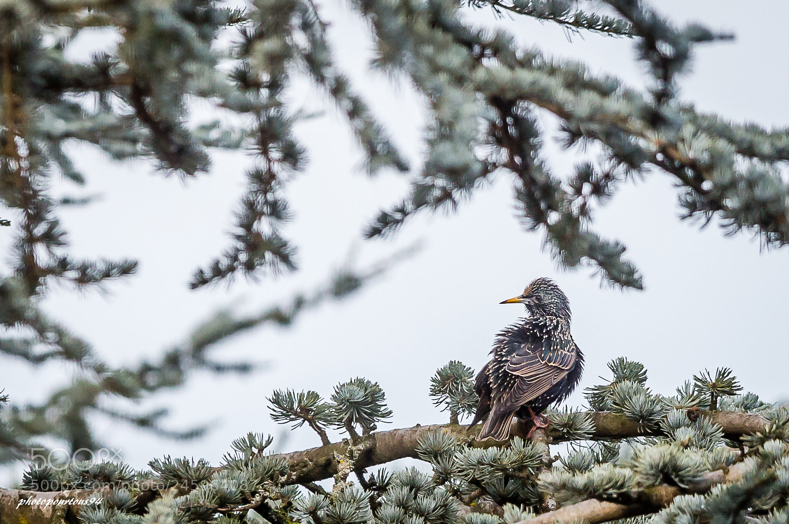 Nikon D3200 sample photo. Etourneau photography