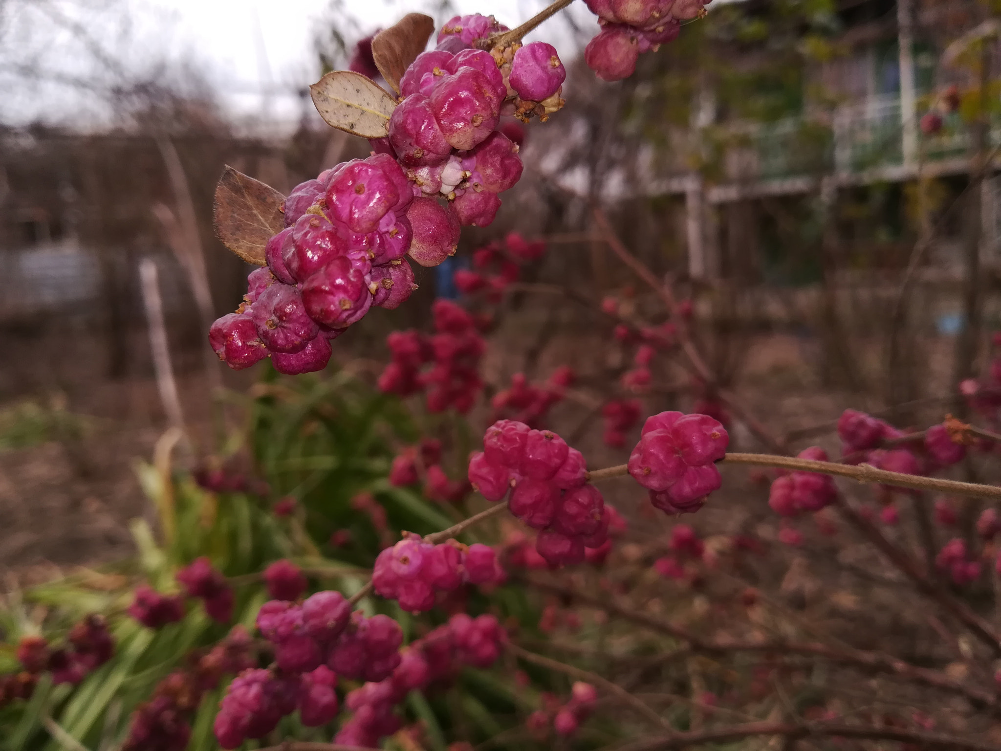 HUAWEI P8 lite 2017 sample photo