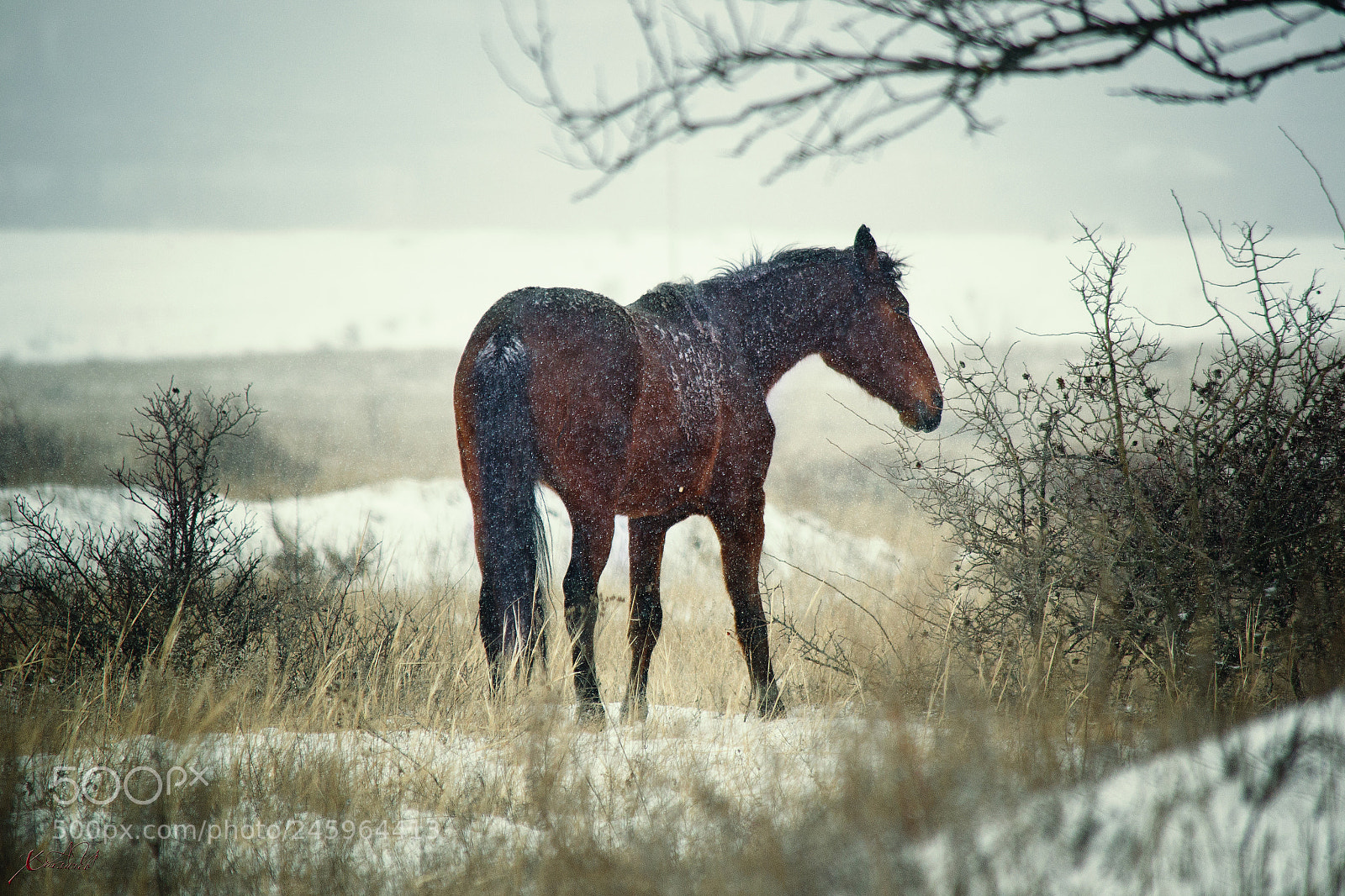 Nikon D3100 sample photo. как смарт объект photography