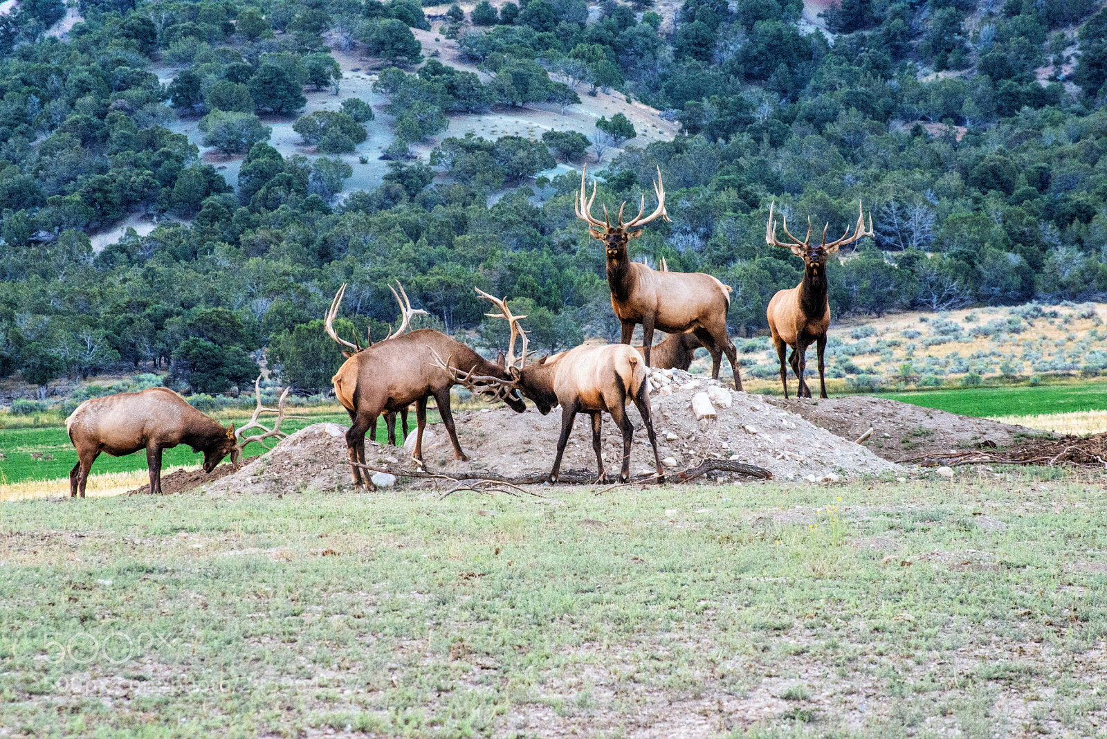 Nikon D800E sample photo. Bull elk in velvet photography