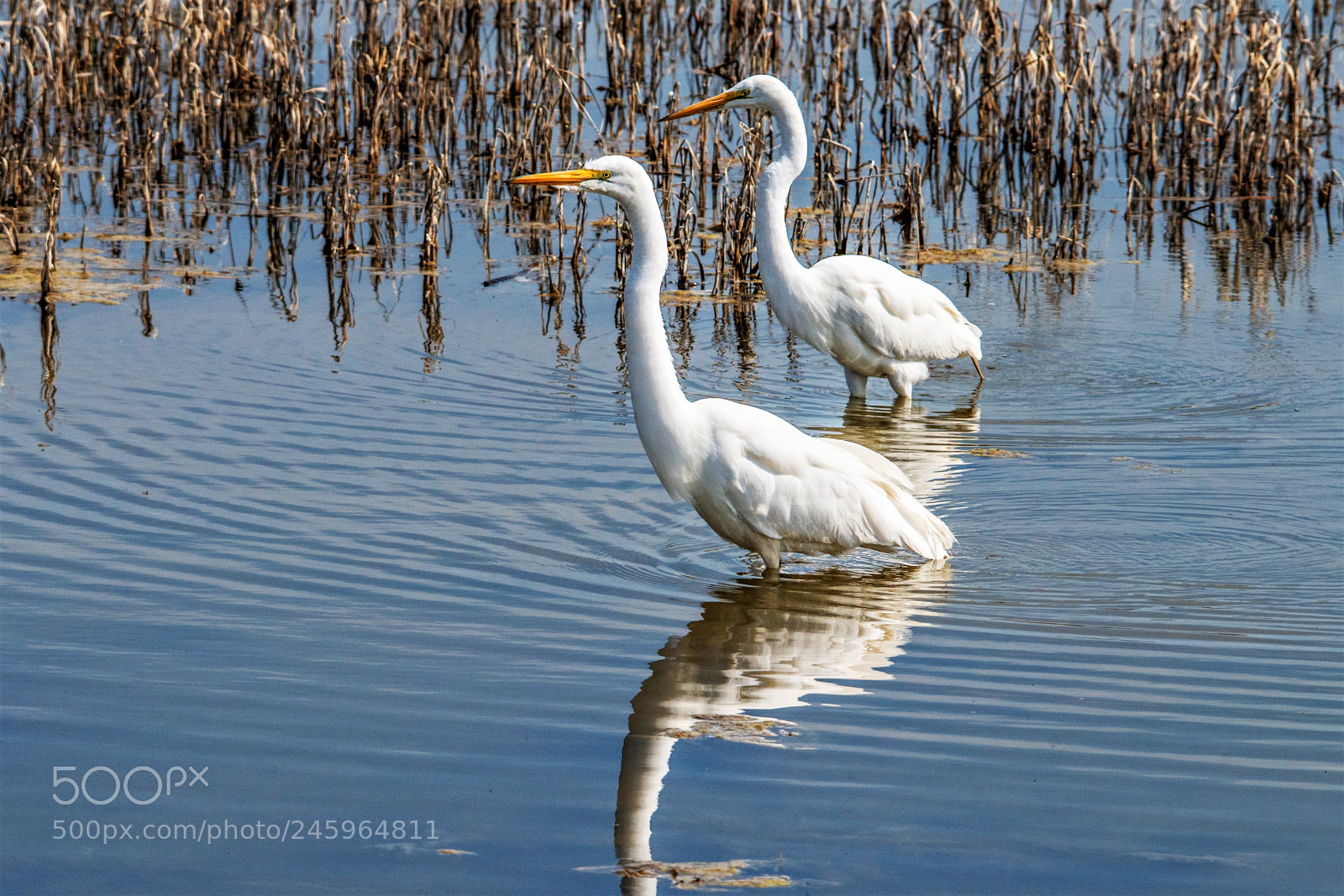 Nikon D800E sample photo. Great egret photography