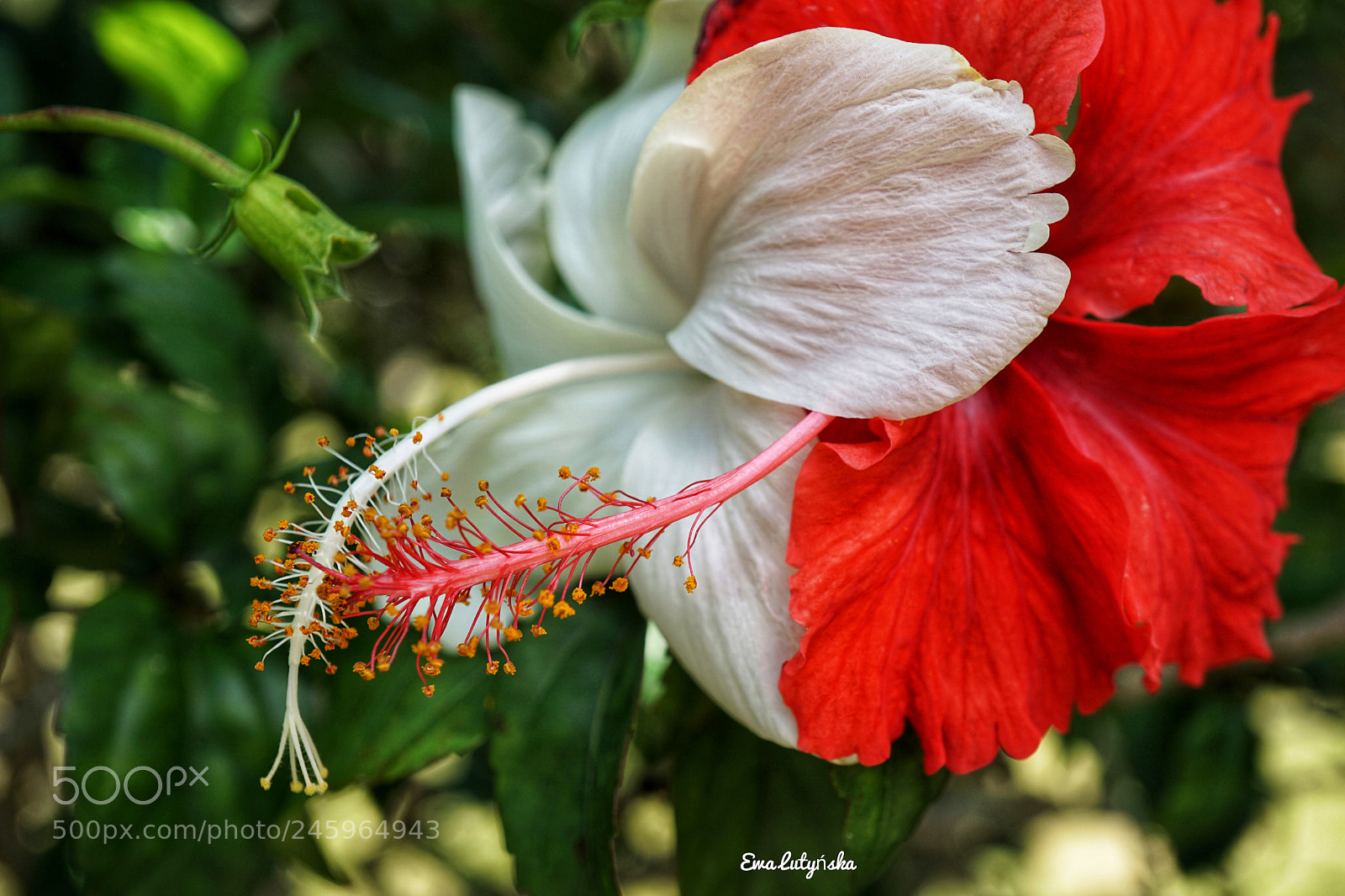 Sony a6000 sample photo. Two hibiscus wishing all photography