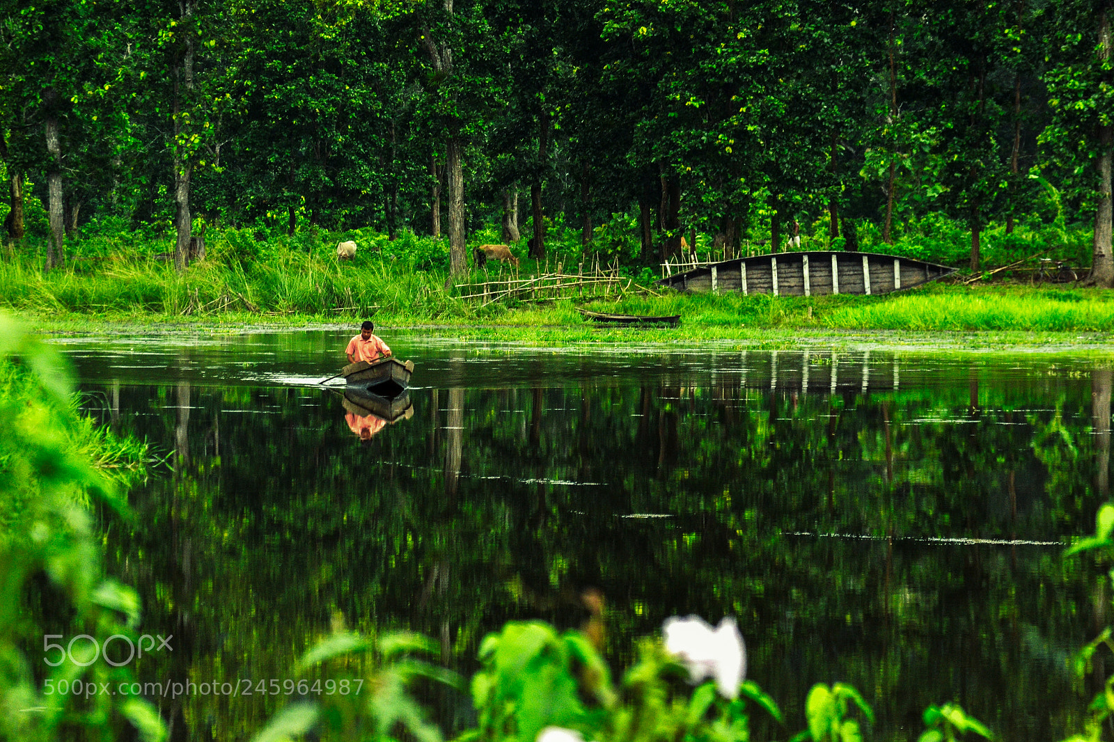 Nikon D3100 sample photo. Assam greens photography