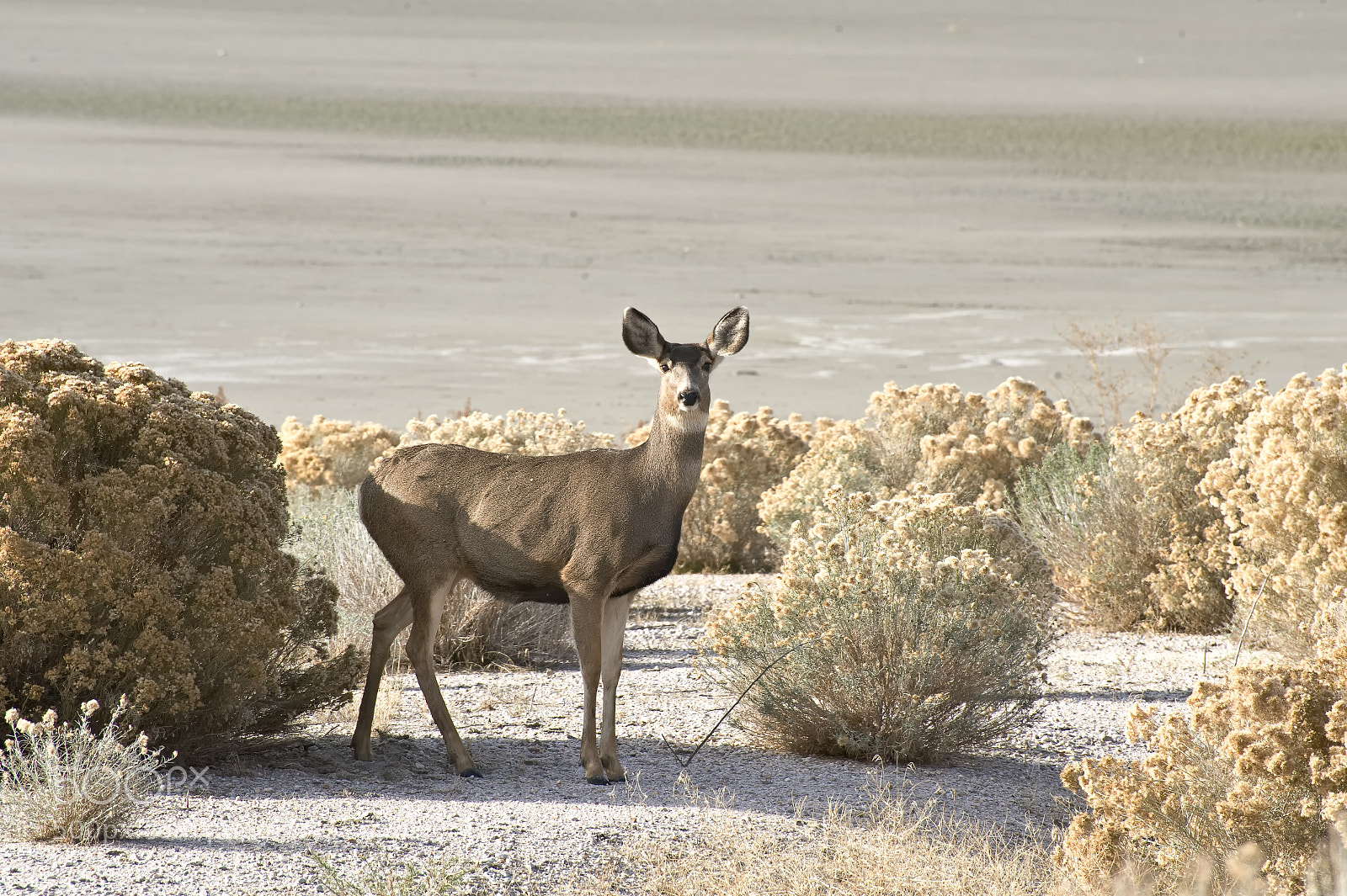 Nikon D700 sample photo. Mule deer photography