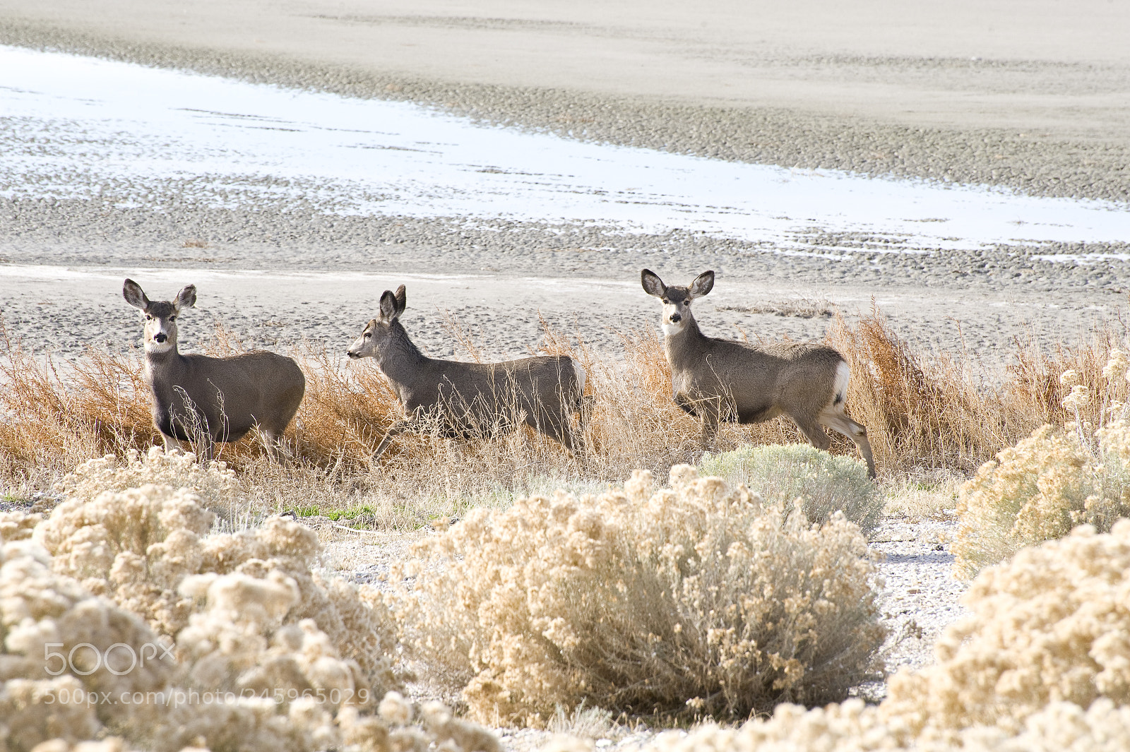 Nikon D700 sample photo. Mule deer photography