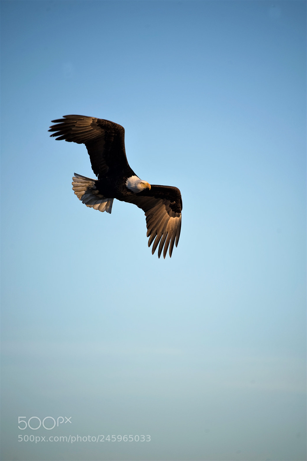 Nikon D700 sample photo. Bald eagel in flight photography