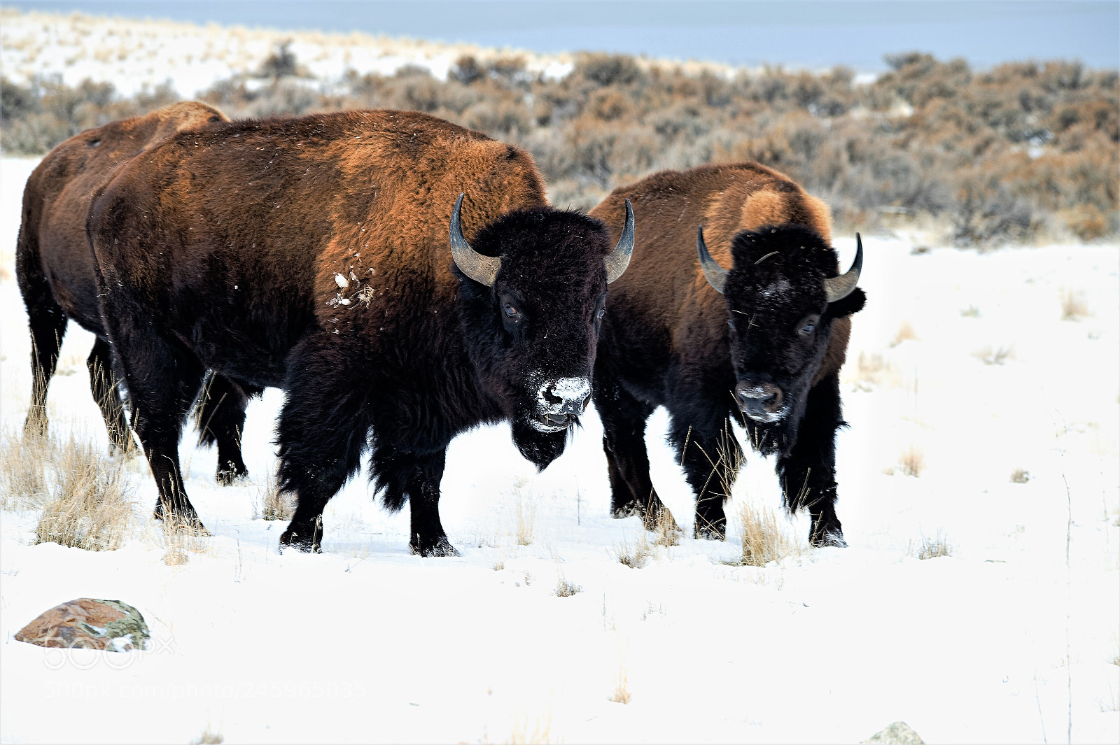Nikon D700 sample photo. Buffalo photography