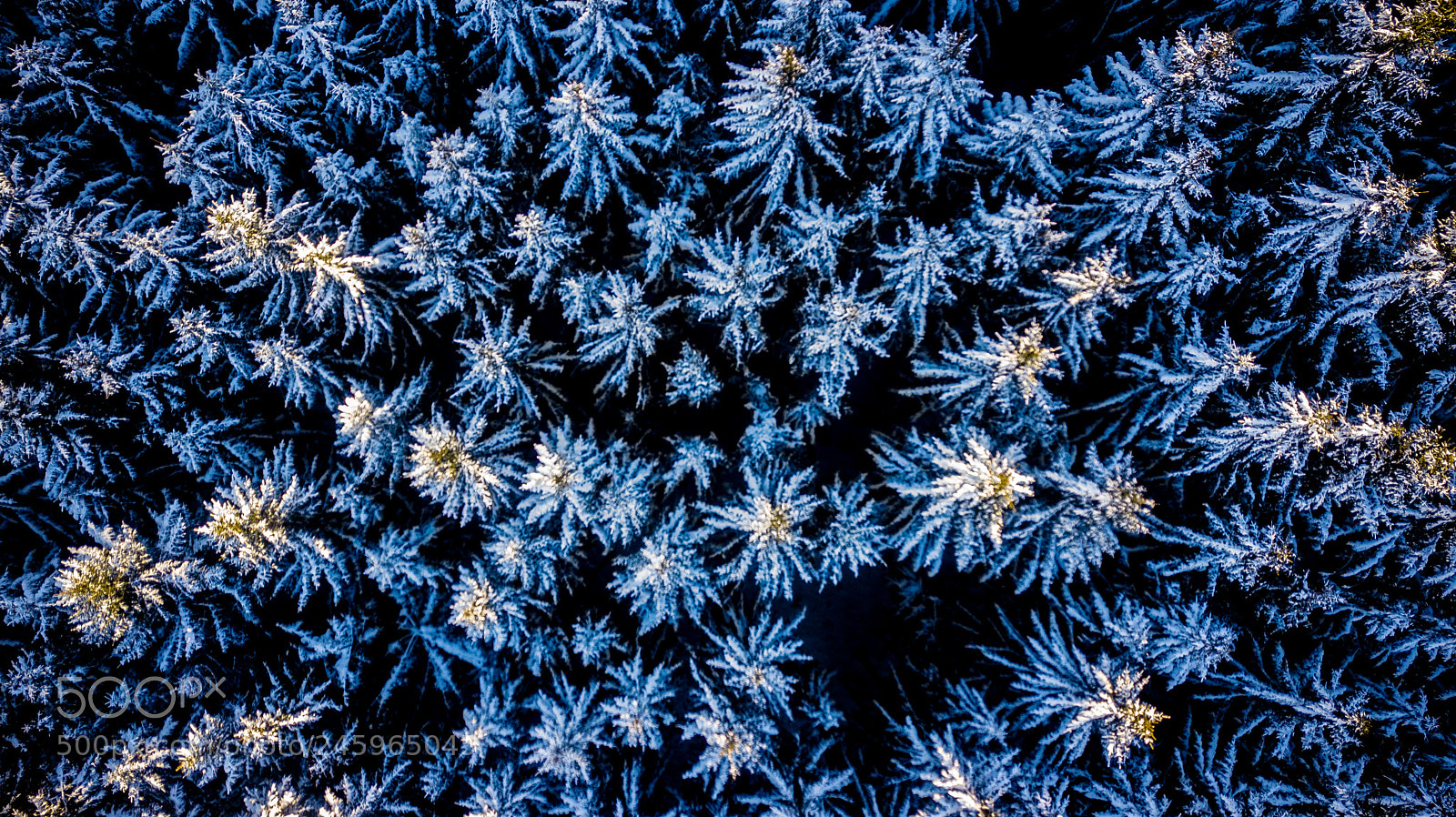 DJI FC220 sample photo. Forest from above photography