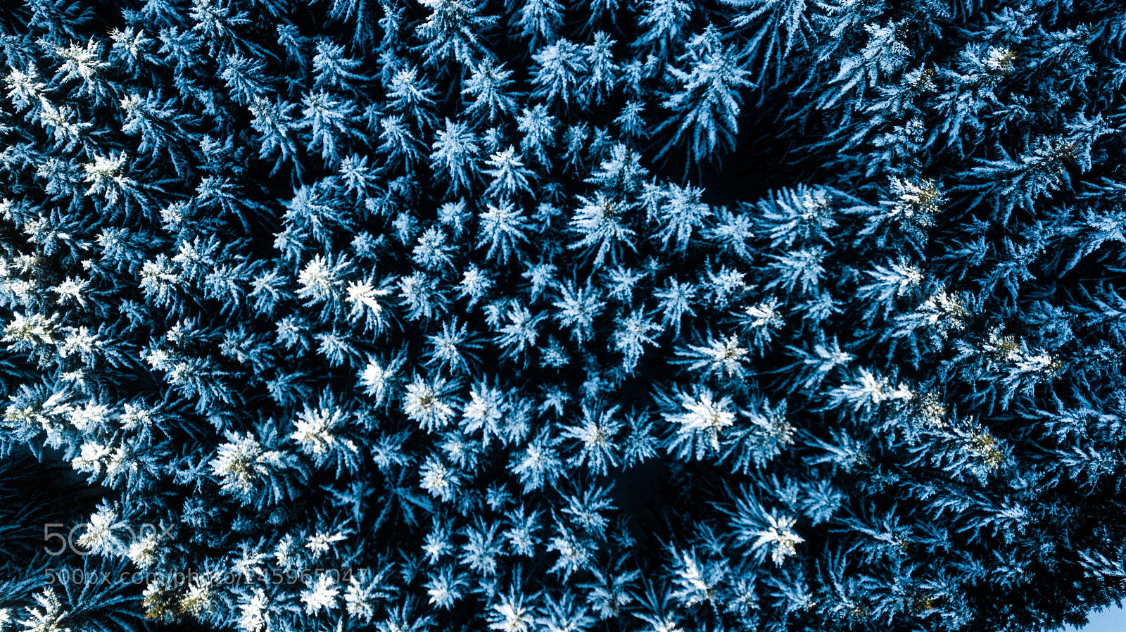 DJI FC220 sample photo. Forest from above #2 photography