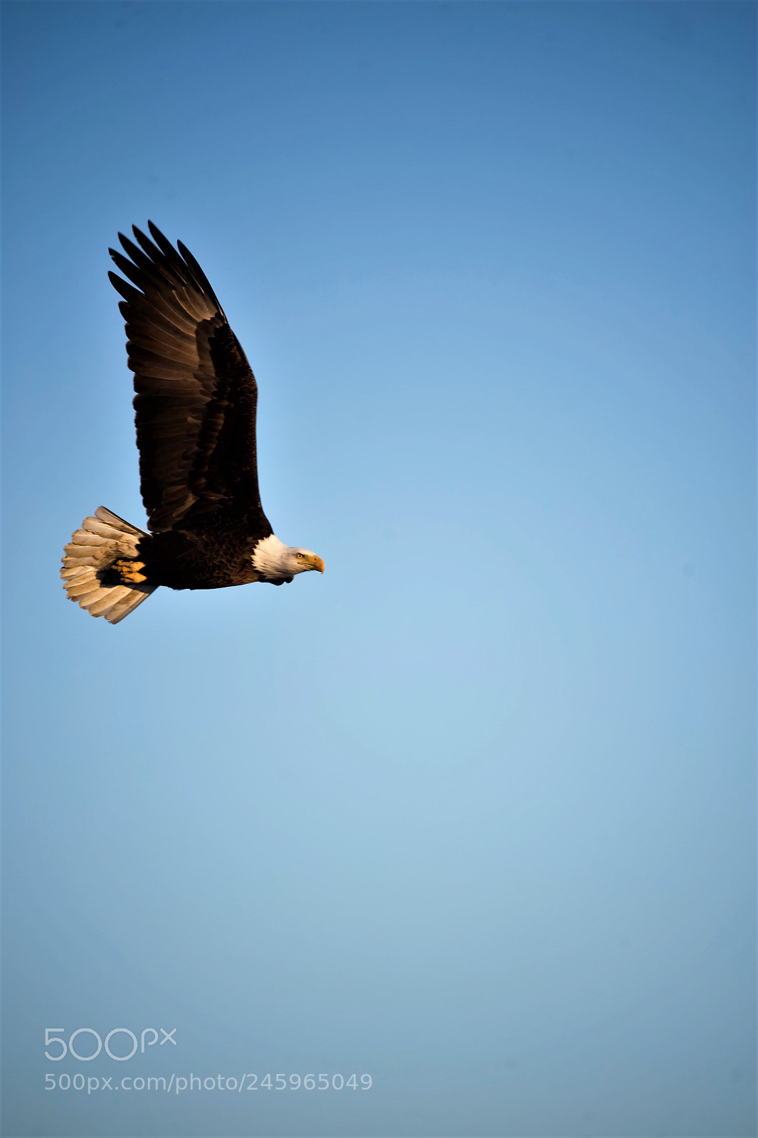 Nikon D700 sample photo. Bald eagel in flight photography