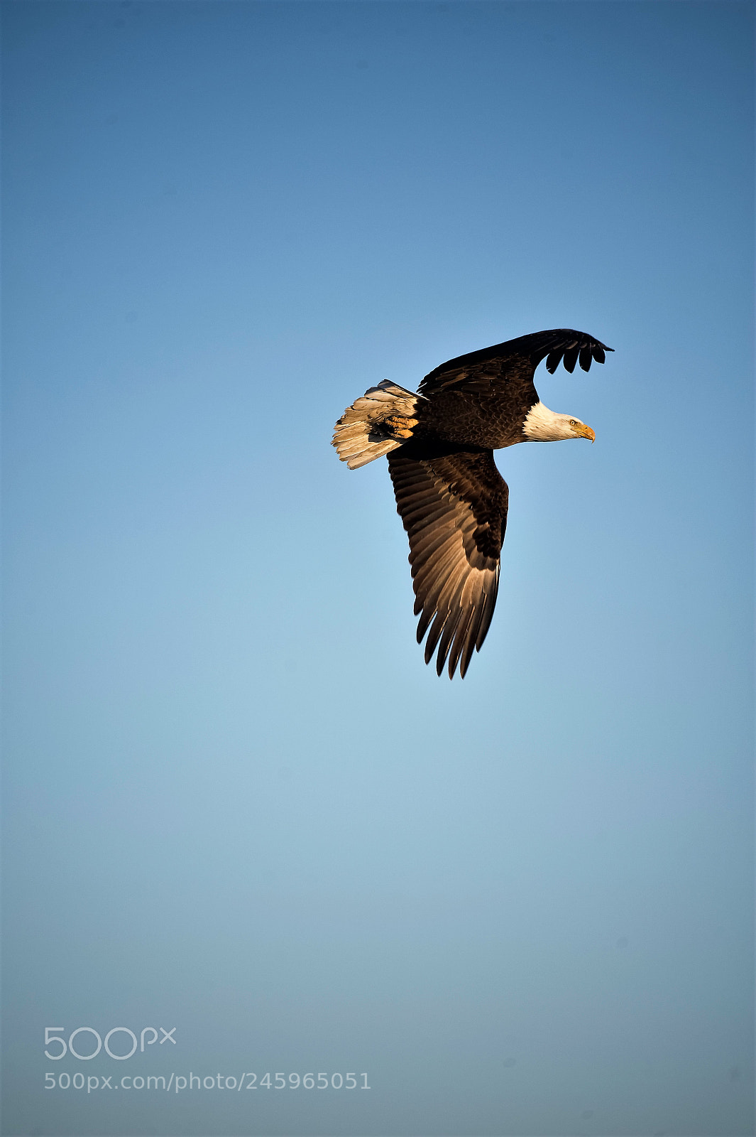 Nikon D700 sample photo. Bald eagel in flight photography