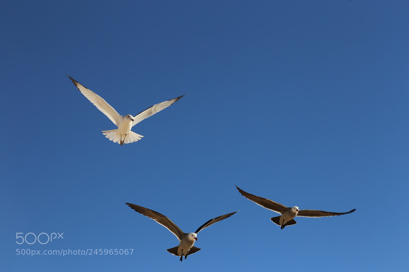 Canon EOS 6D + Canon EF 24-105mm F4L IS USM sample photo. Flying over kino bay photography