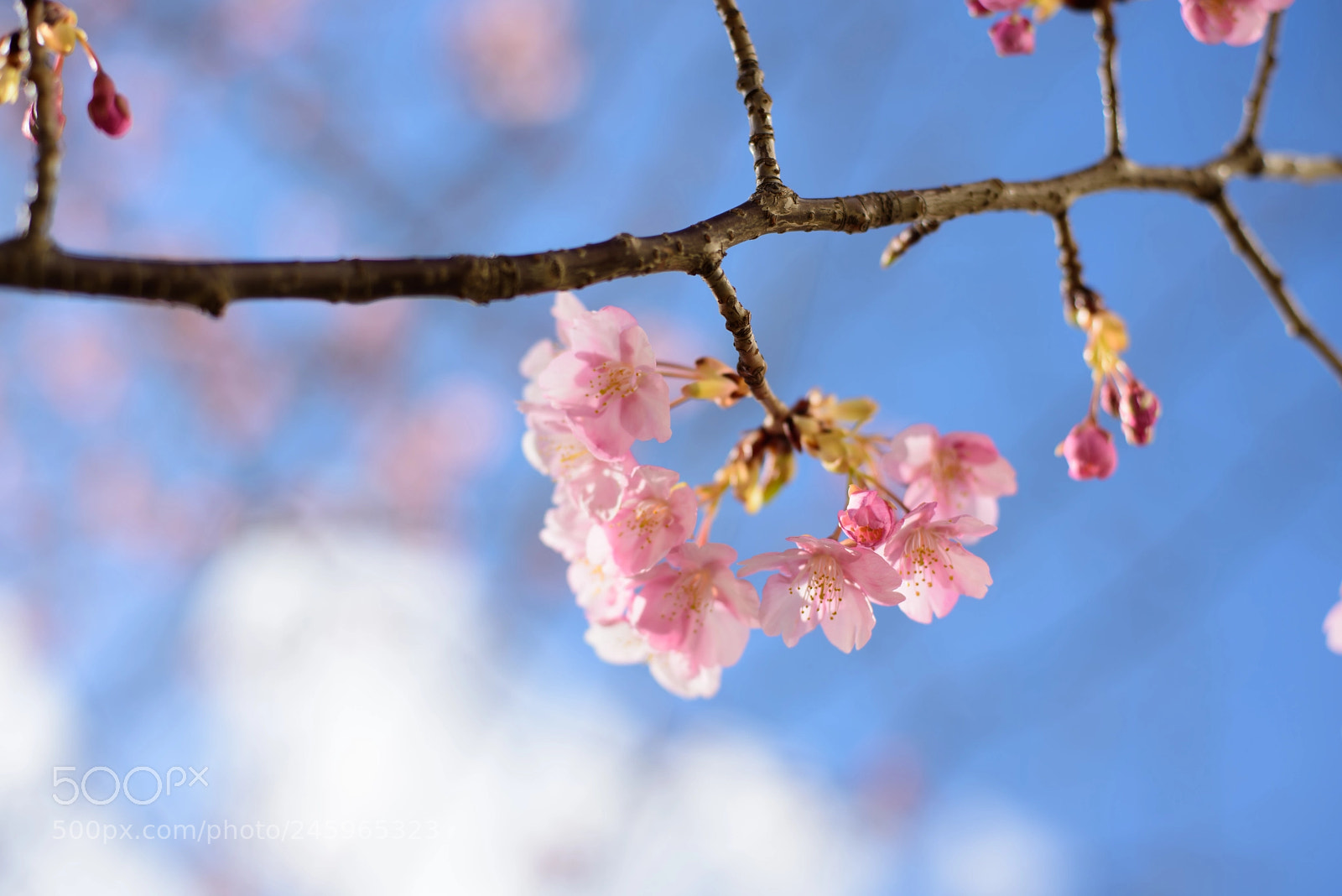 Nikon D810 sample photo. Sakura photography
