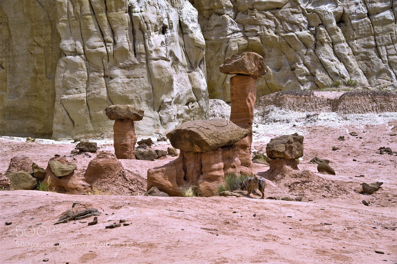 Nikon D700 sample photo. Toadstools in southern utah photography