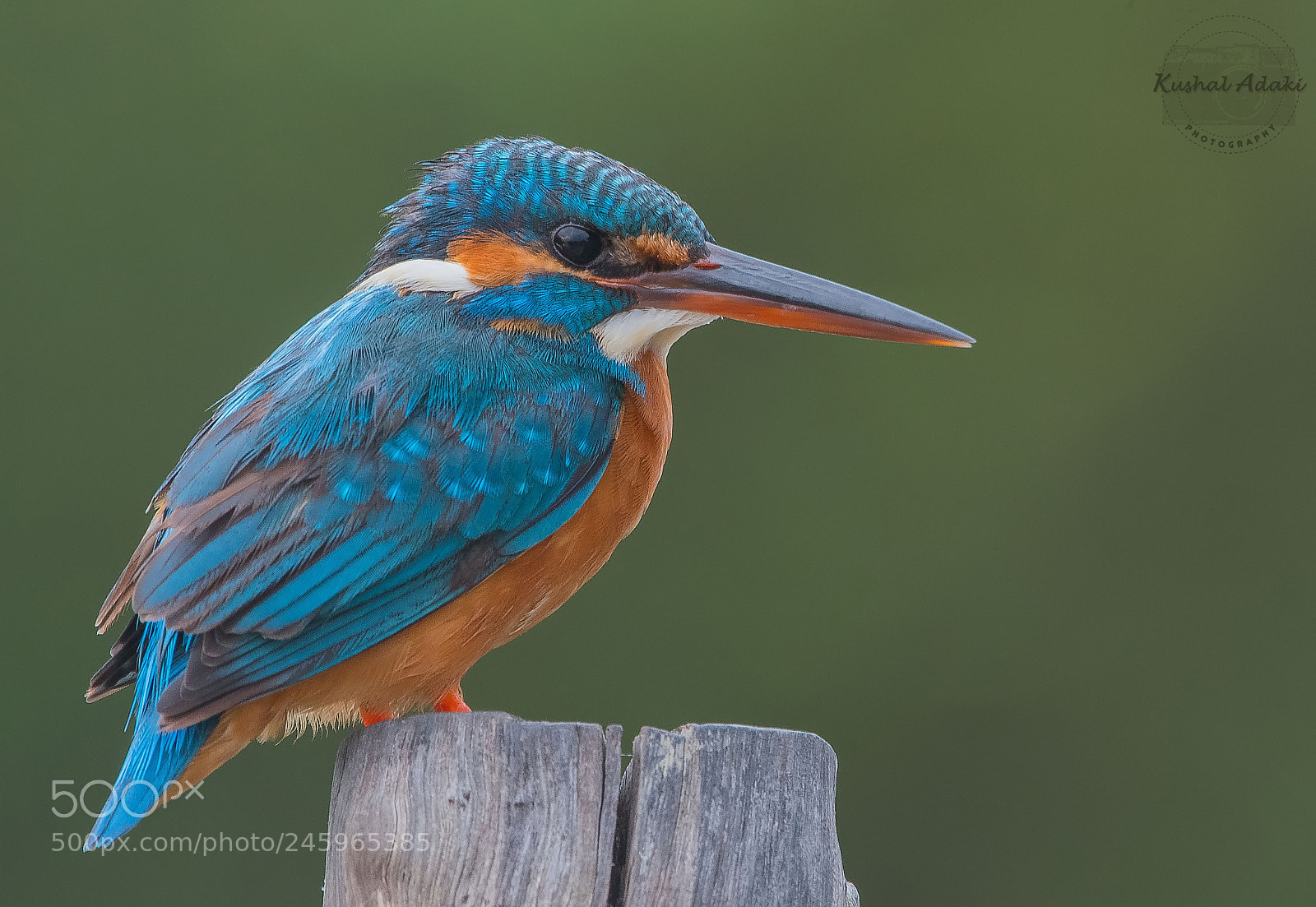 Nikon D500 sample photo. Common kingfisher photography