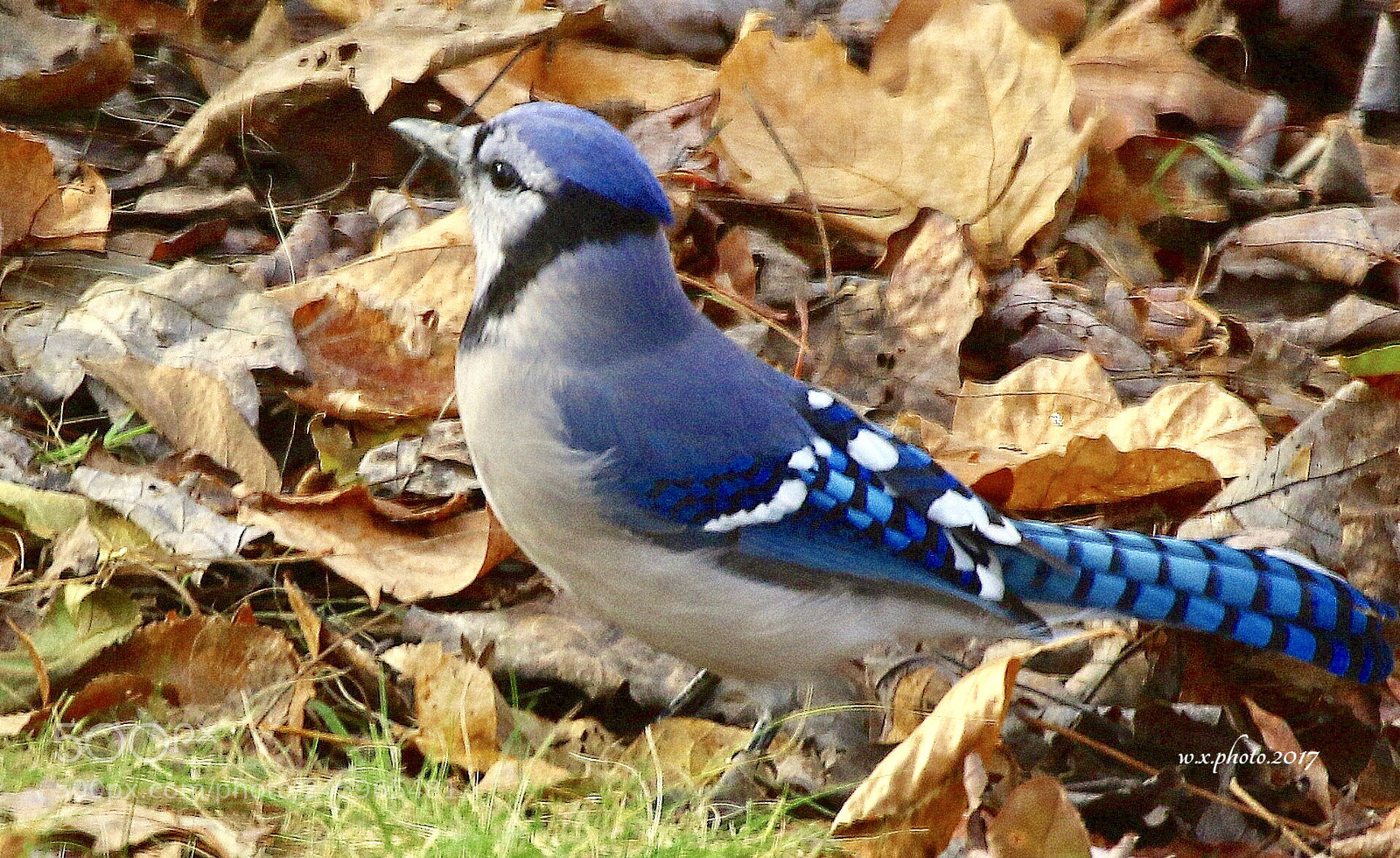Canon EOS 7D Mark II sample photo. Blue jay photography