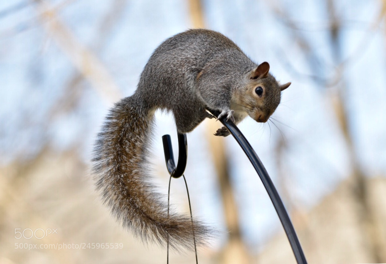 Nikon D7200 sample photo. I really can climb photography