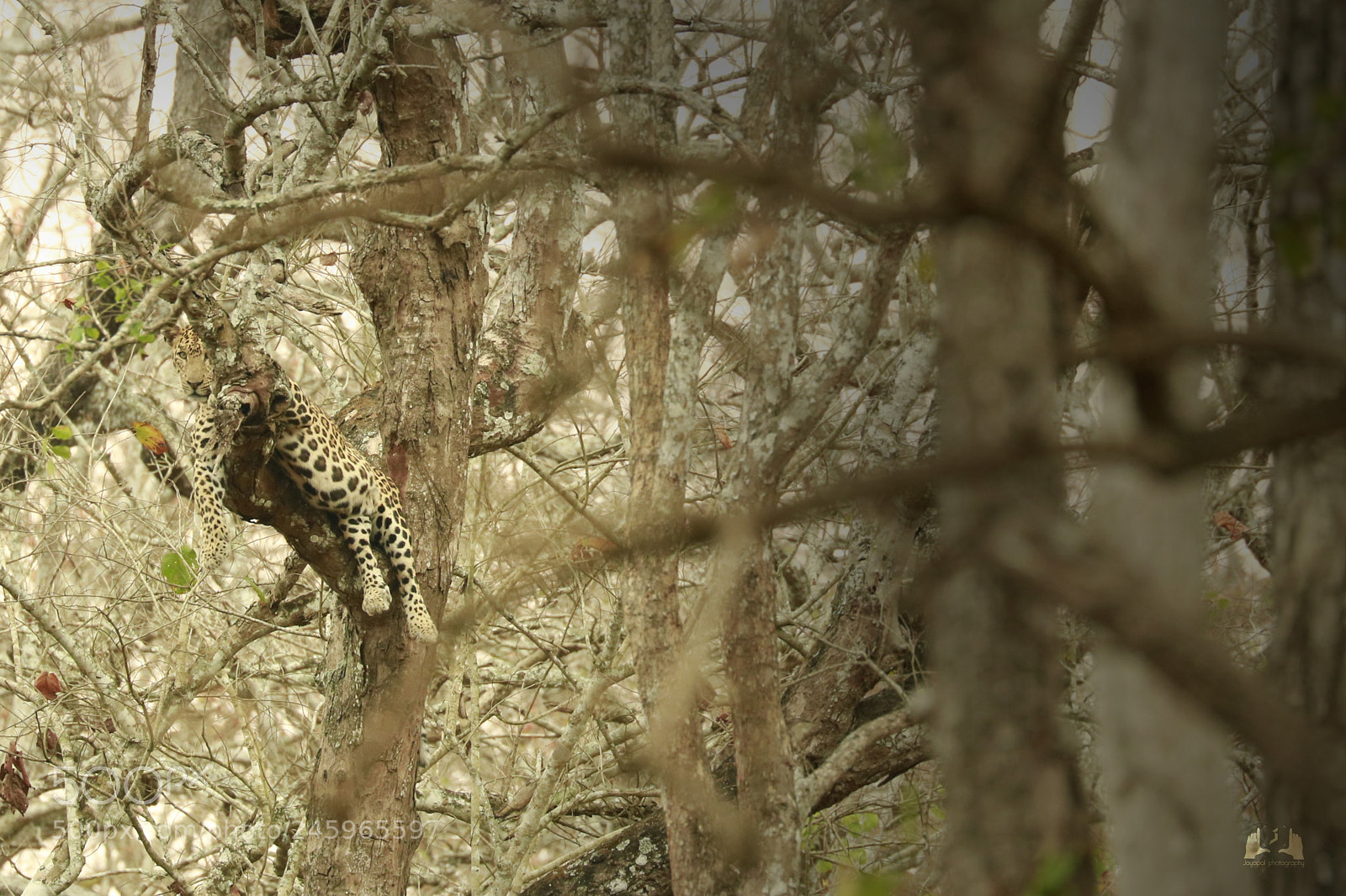 Canon EOS 750D (EOS Rebel T6i / EOS Kiss X8i) sample photo. The leopard photography