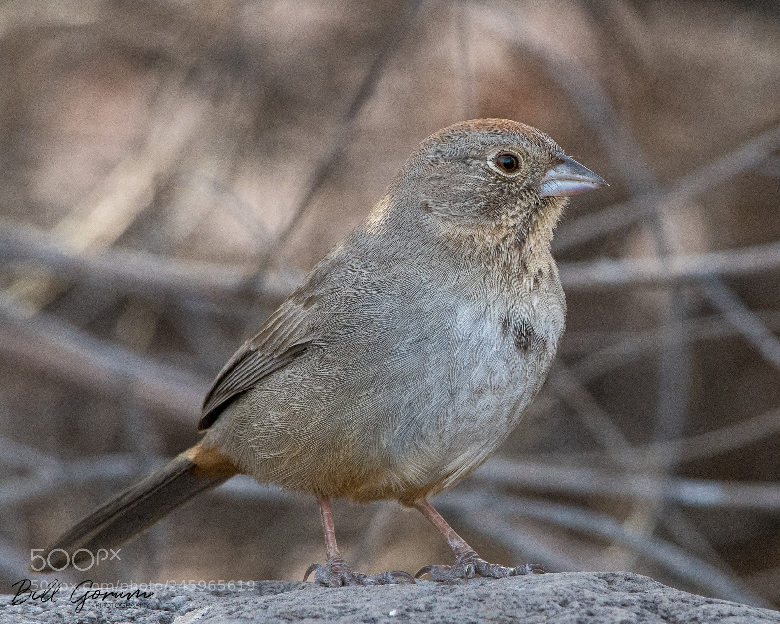 Nikon D500 sample photo. Canyon towhee photography