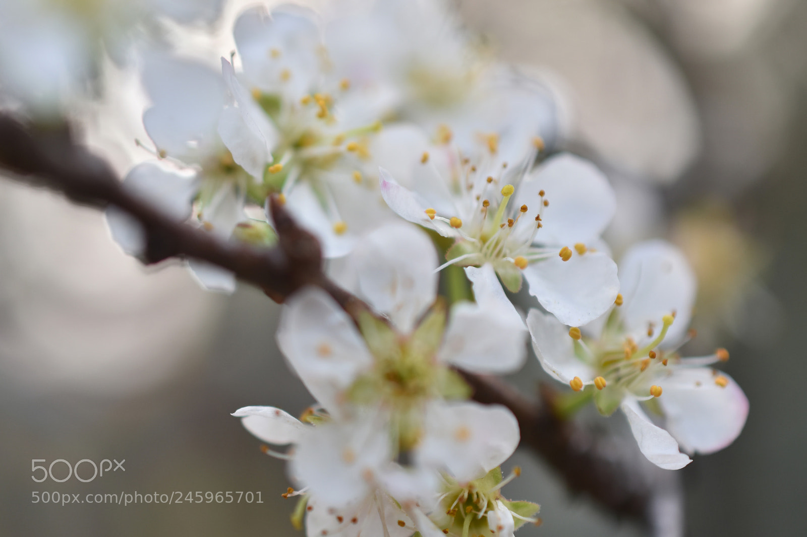 Nikon D7200 sample photo. Prunus photography