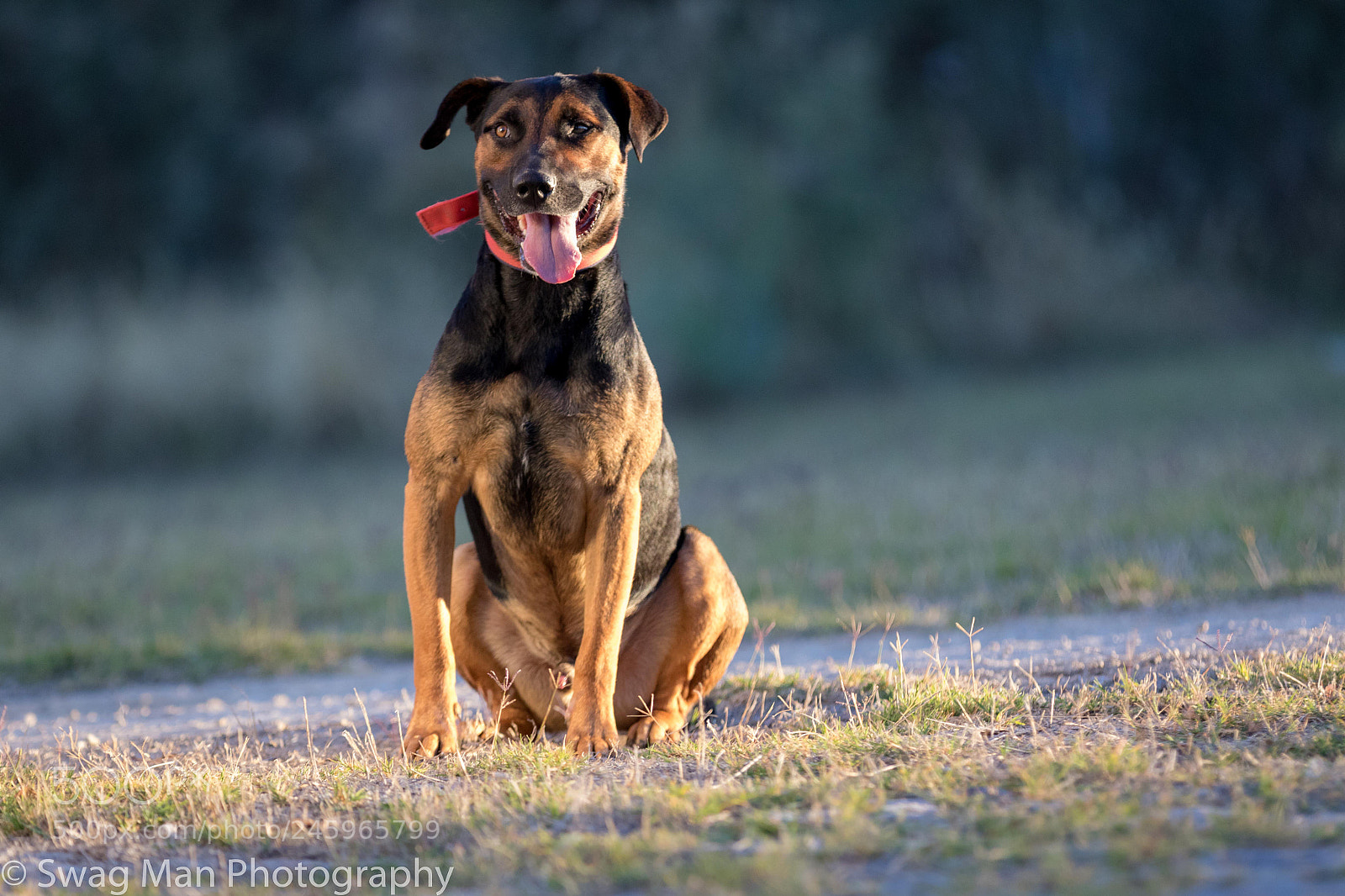 Canon EOS 7D Mark II sample photo. Rockie the happy dog photography