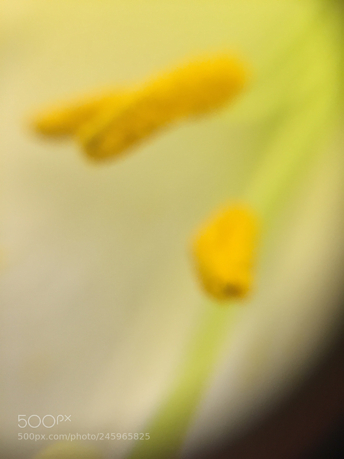 Apple iPhone 6 sample photo. Untitled photography