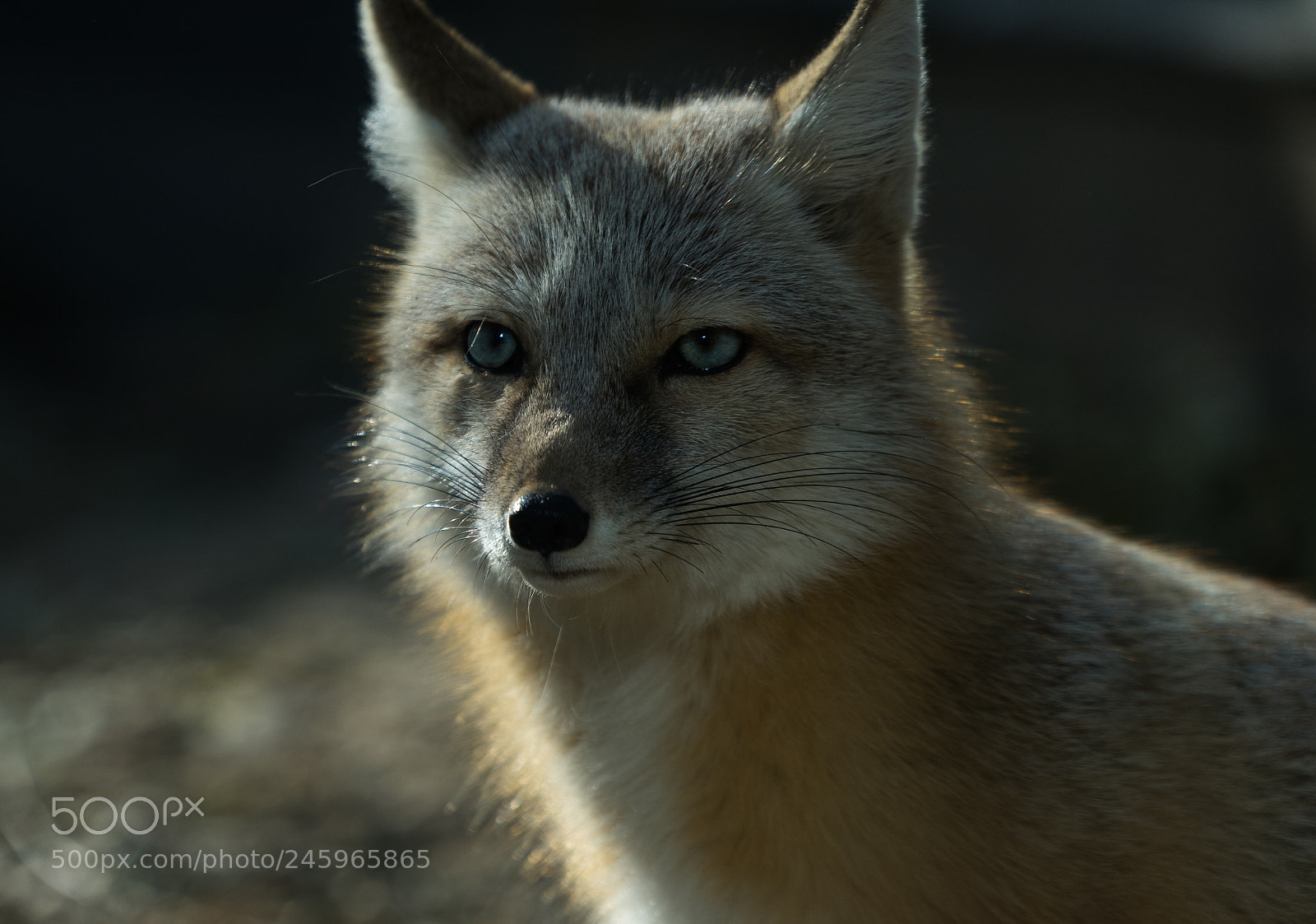 Sony a7 II sample photo. Long for photography