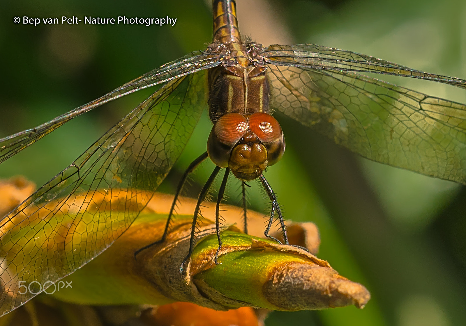 Nikon D500 + Sigma 50mm F2.8 EX DG Macro sample photo. Dragonfly in the tropical sun photography