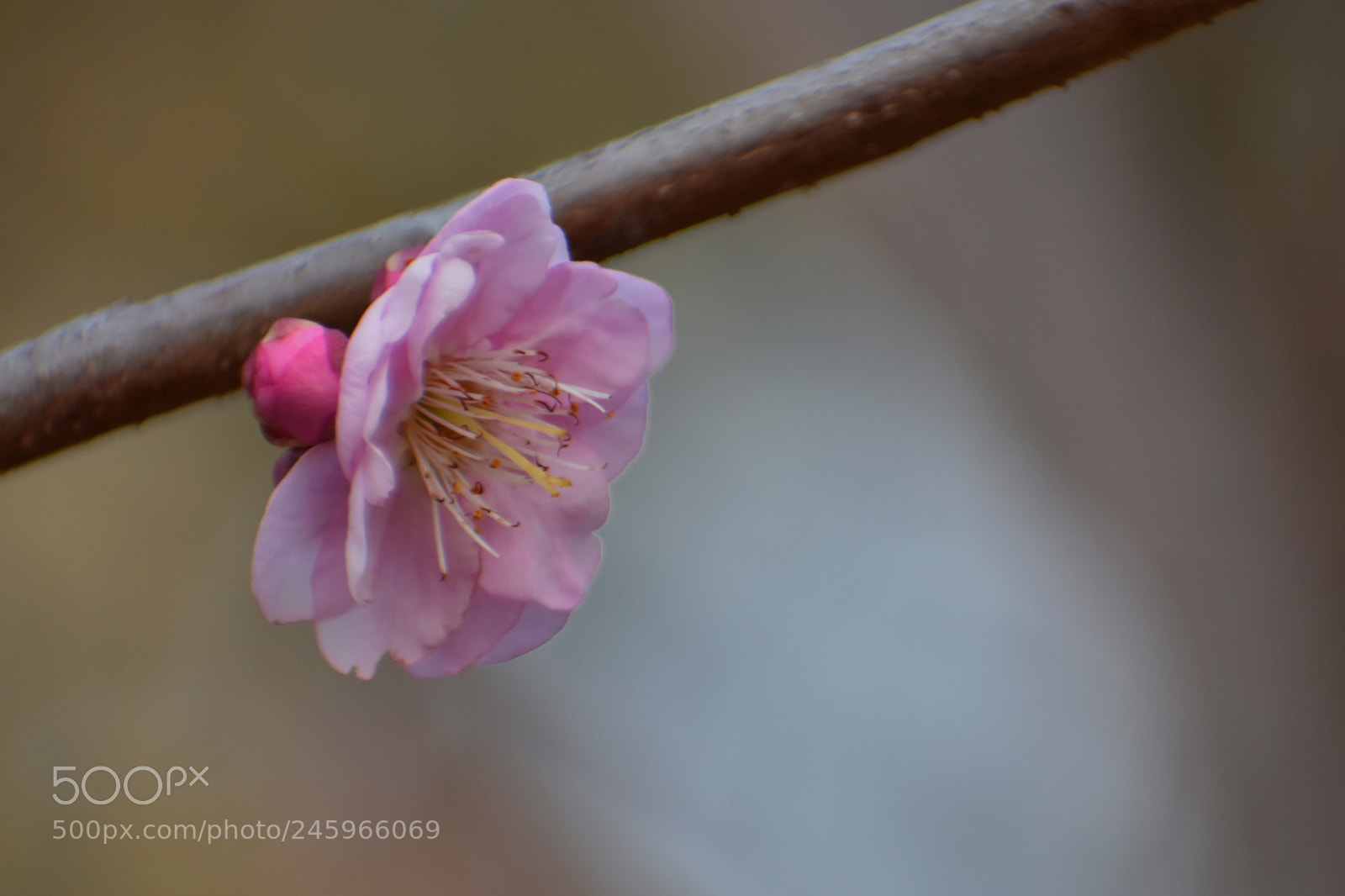 Nikon D7200 sample photo. Prunus persica photography