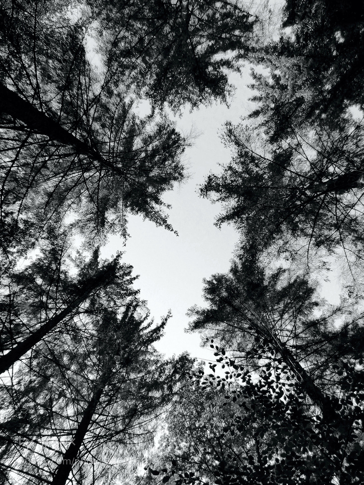 Panasonic Lumix DMC-FZ200 sample photo. Skylight. photography