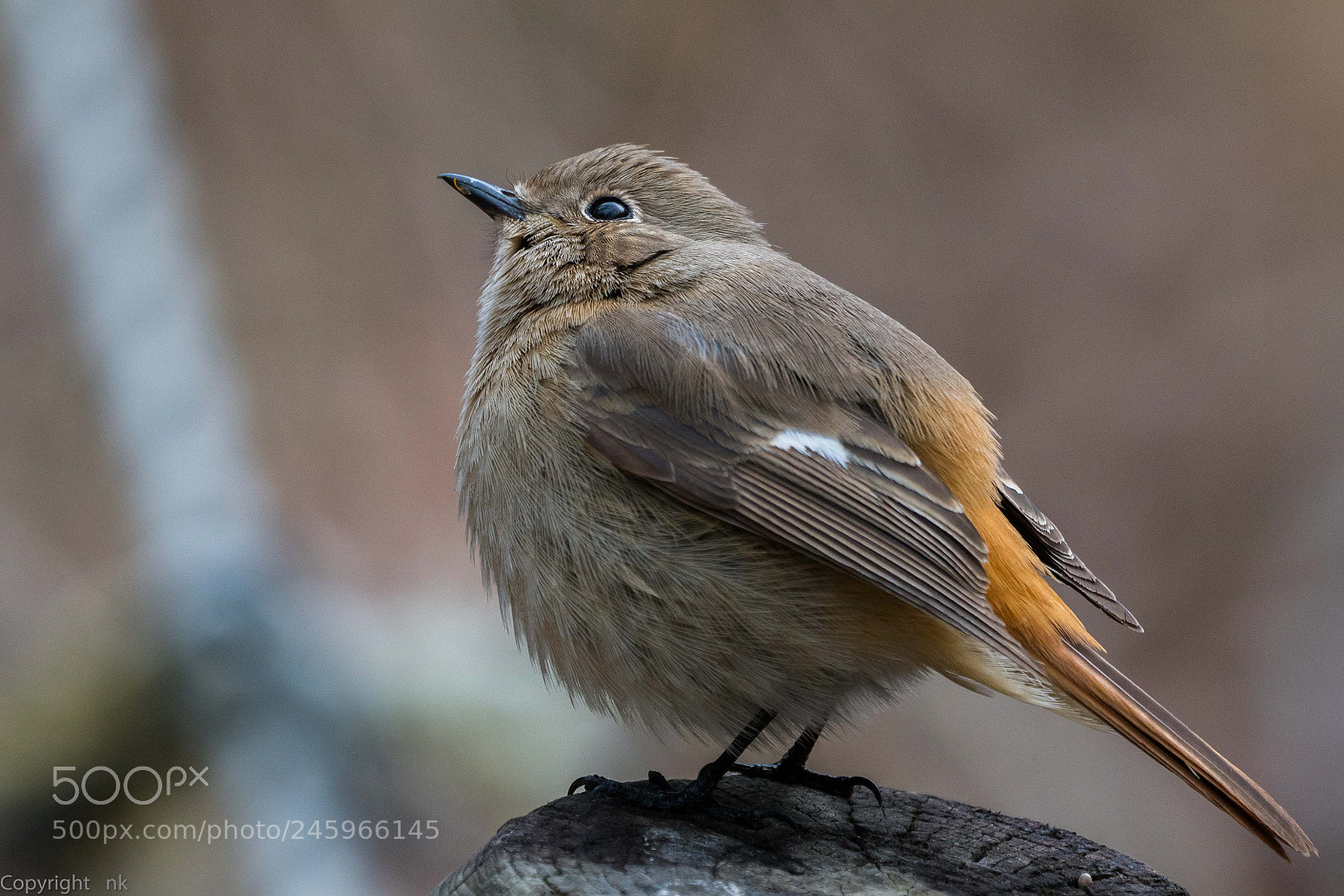Sony a6500 sample photo. Daurian redstart  female photography