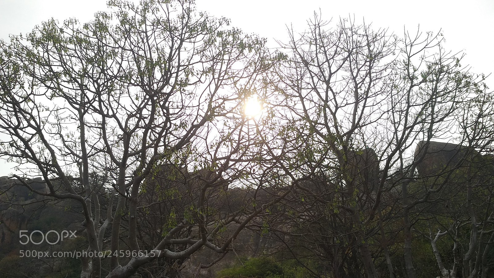 Xiaomi MI MAX 2 sample photo. Nature sun photography