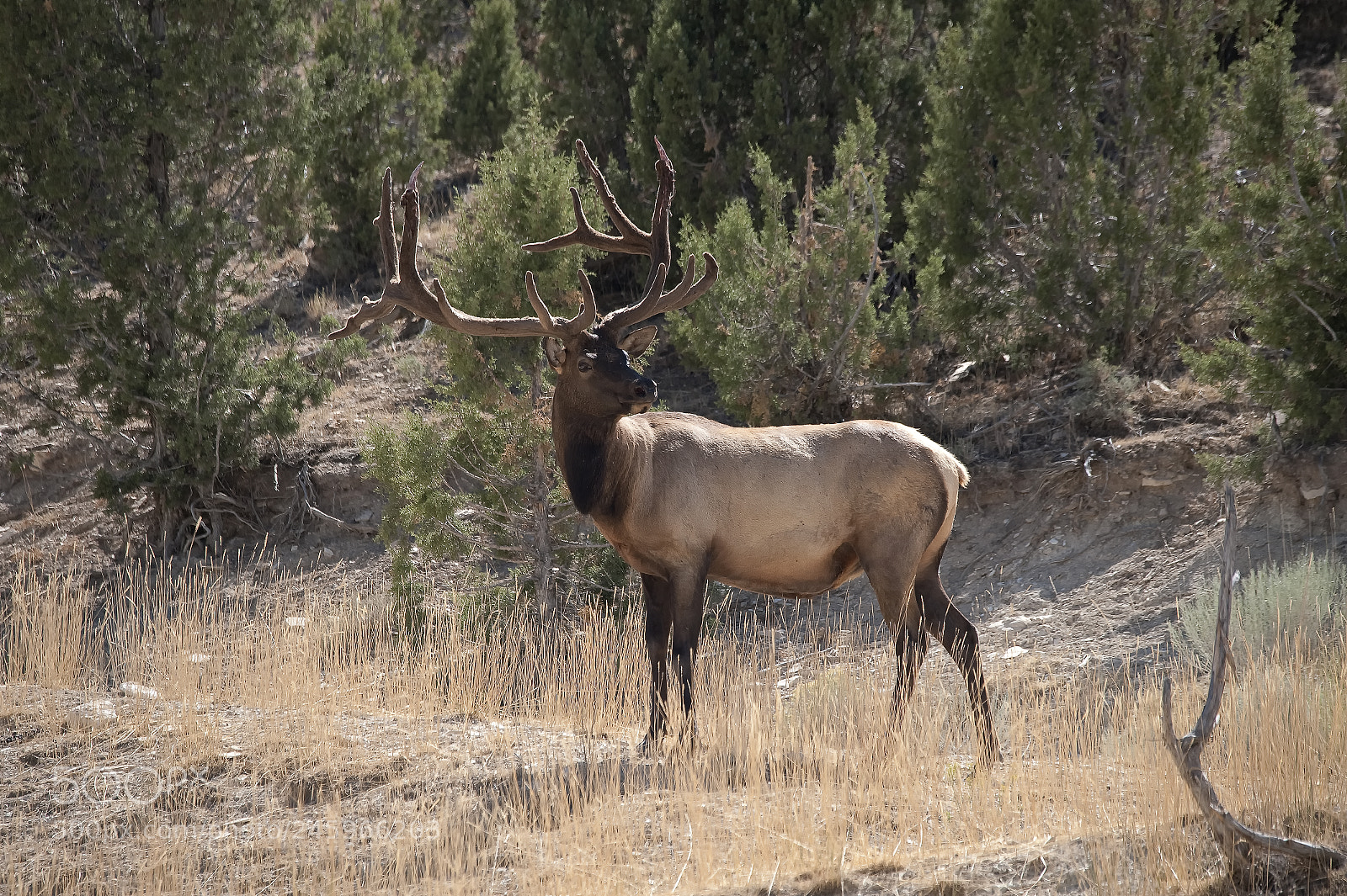 Nikon D700 sample photo. Bull elk photography