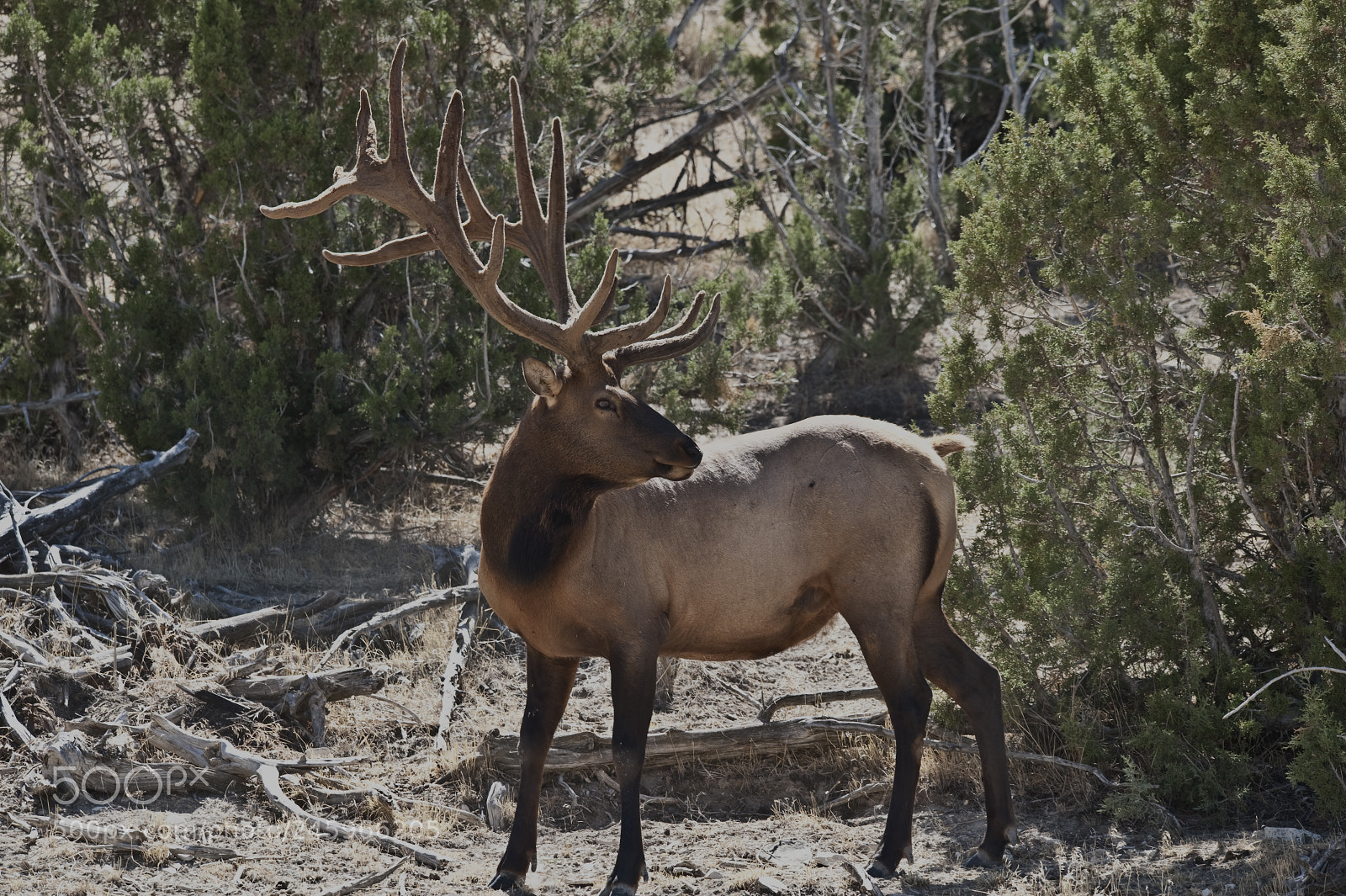 Nikon D700 sample photo. Bull elk photography