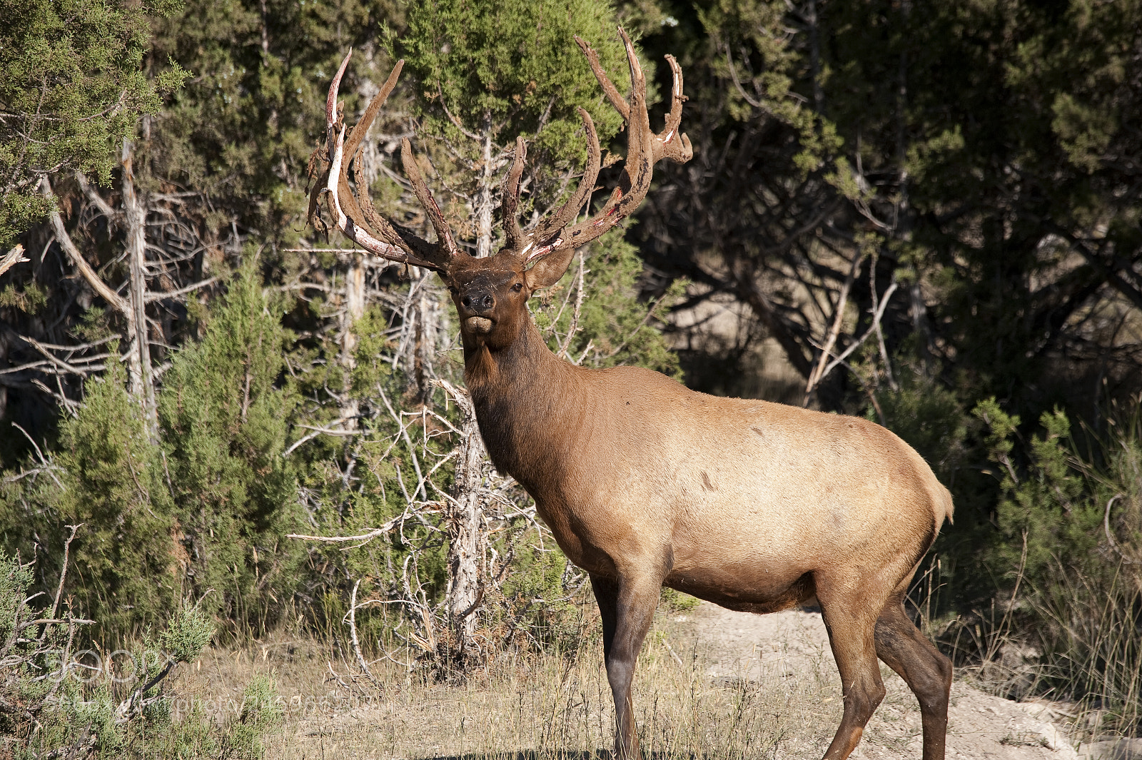 Nikon D700 sample photo. Bull elk photography