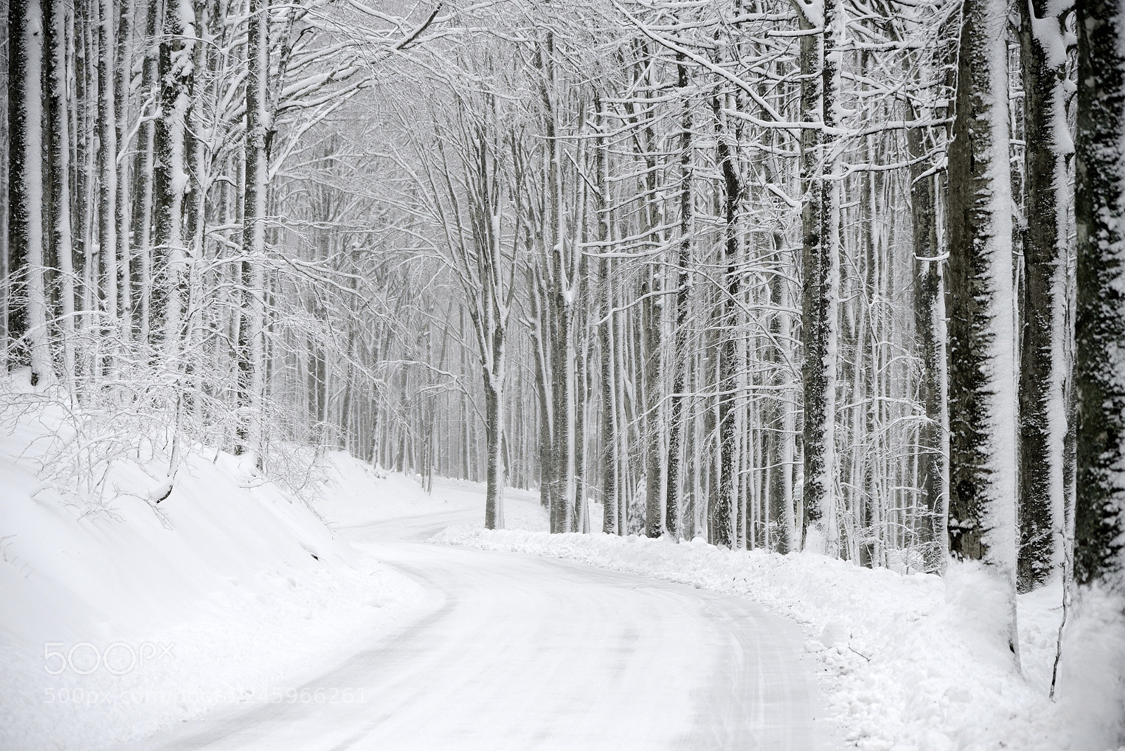 Nikon D800 sample photo. White road photography