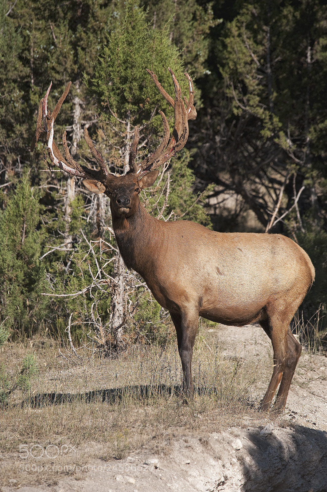 Nikon D700 sample photo. Bull elk photography
