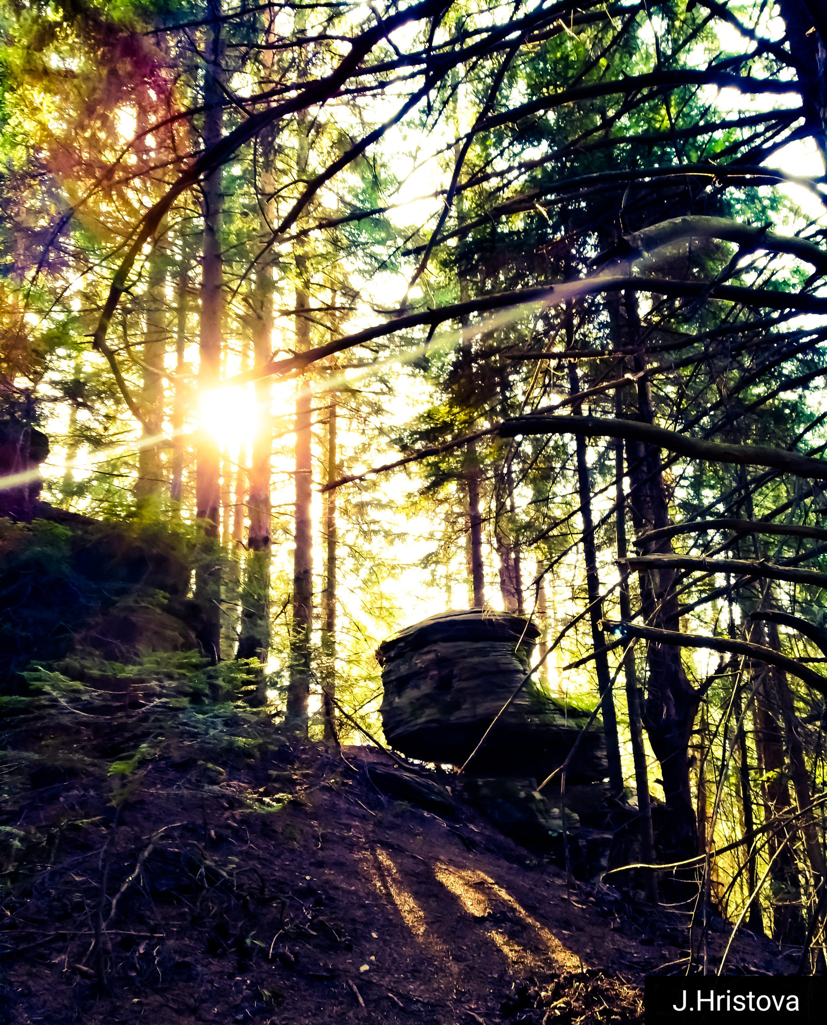 HUAWEI nova sample photo. Sunrays in the dark forest photography