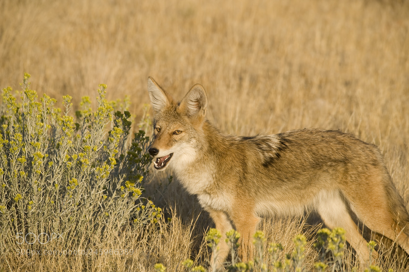 Nikon D700 sample photo. Coyote photography