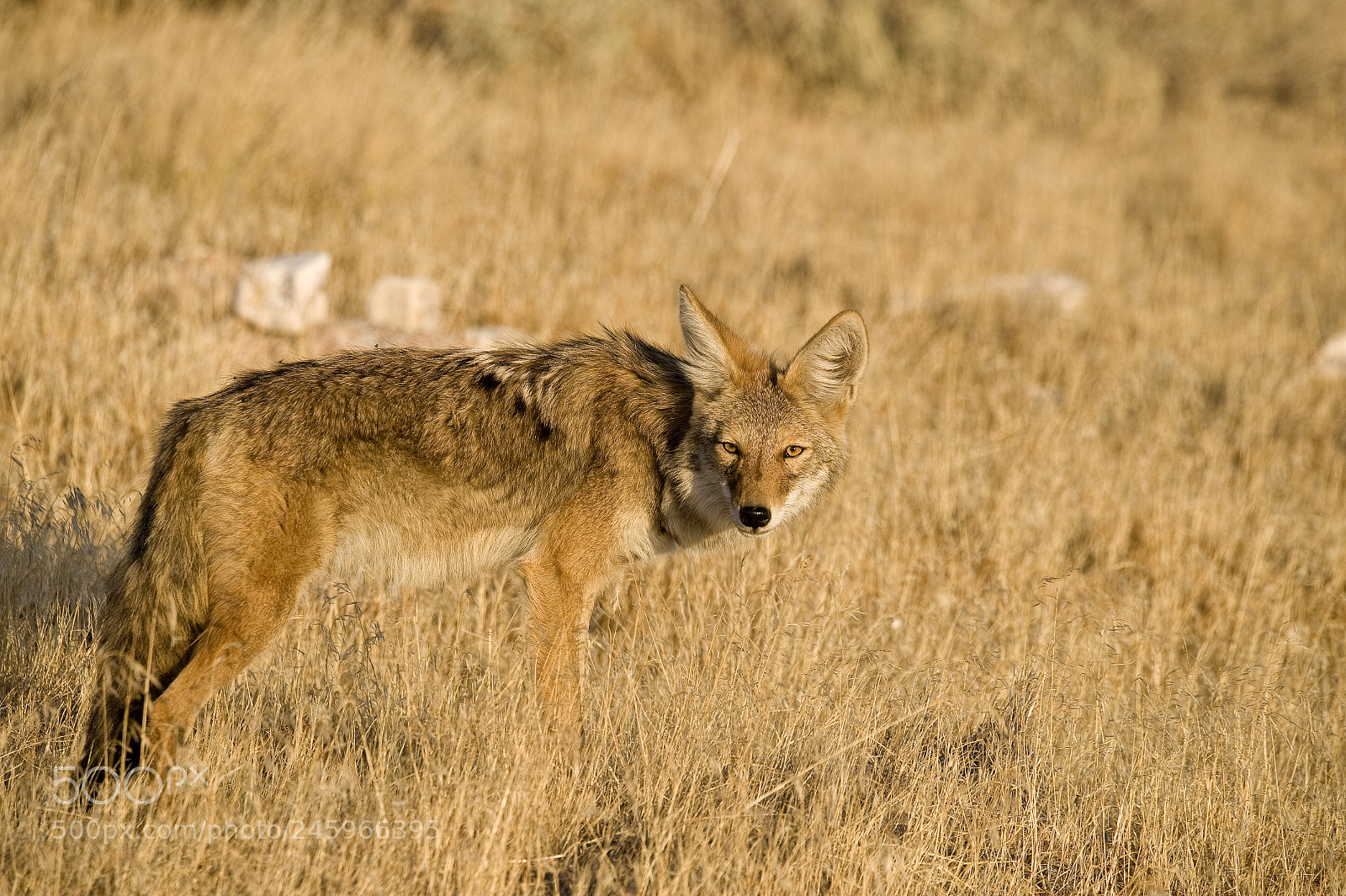 Nikon D700 sample photo. Coyote photography