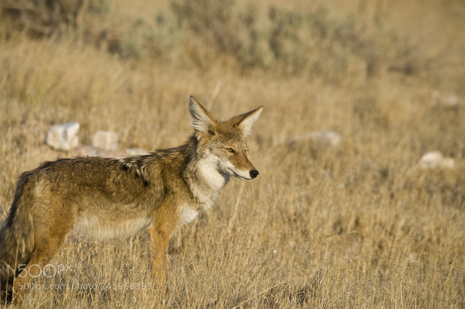 Nikon D700 sample photo. Coyote photography